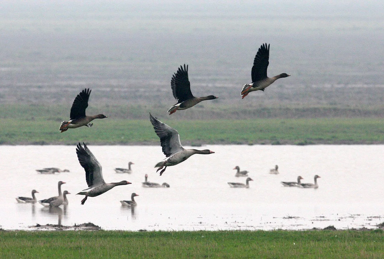 GOOSE - BEAN GOOSE - Anser fabalis - WITH GREYLAG GOOSE - ANSER ANSER - NANJI HILL RESERVE POYANG LAKE, JIANGXI CHINA (4).JPG