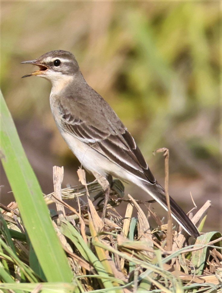 YELLOW WAGTAIL - Motacilla flava - PATHUM THANI RICE RESEARCH CENTER 14 SEPT 2021 (9).jpg