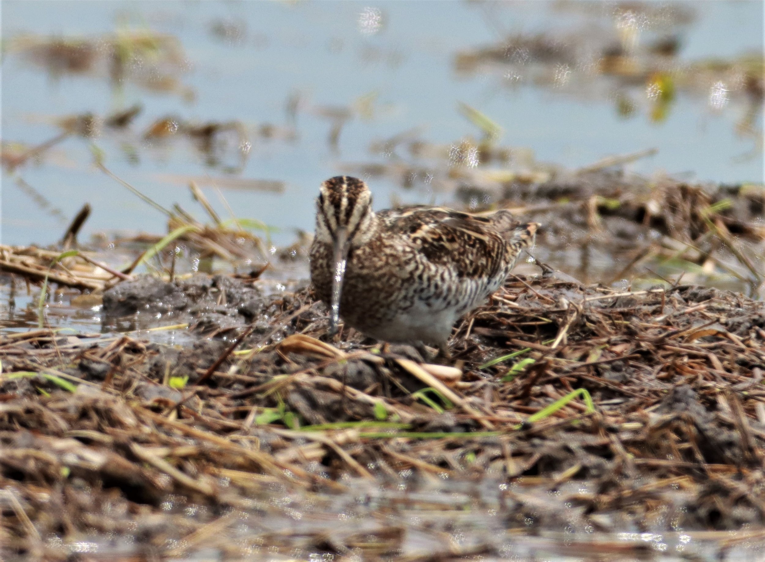 SNIPE - PINTAIL SNIPE - Gallinago stenura - PATHUM THANI RICE RESEARCH CENTER AUG 11 2021 (25).jpg