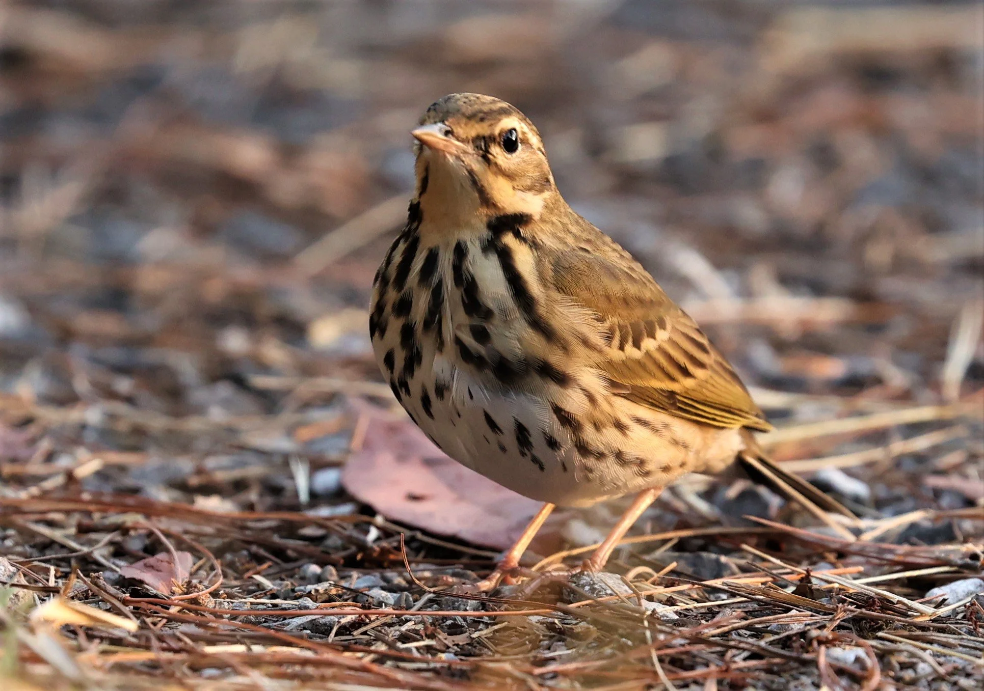 Olive-backed Pipit (Anthus hodgsoni) DOI LANG WEST, DOI PHA HOM POK NP, CHIANG MAI DEC 2021 (20).jpg