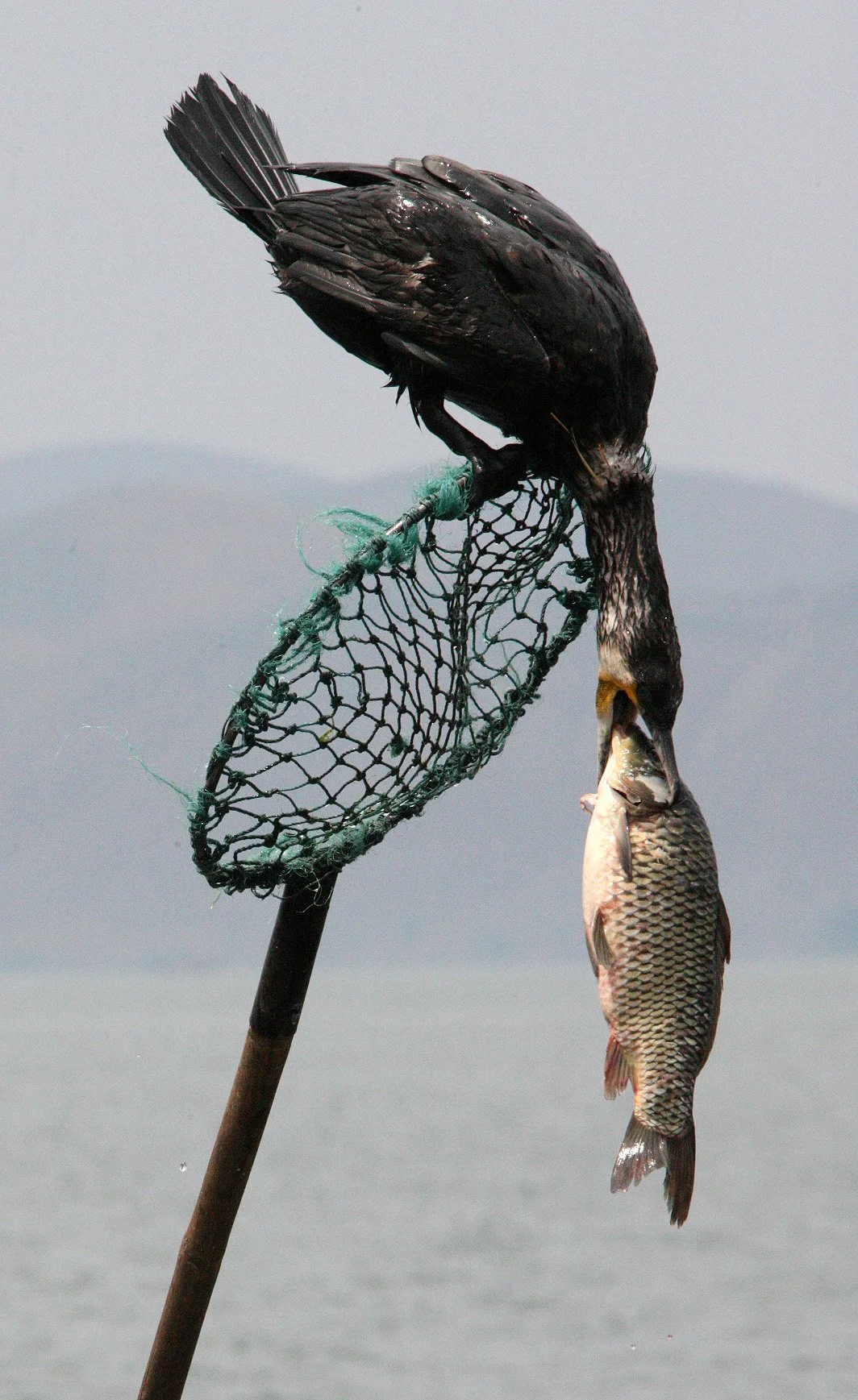 BIRD - CORMORANT - GREAT CORMORANT - LINDEN CENTER - XIZHOU VILLAGE YUNNAN CHINA (59).JPG
