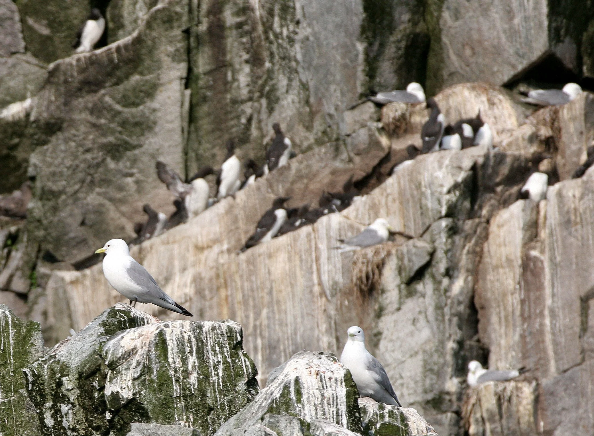 BIRD - KITTIWAKE - BLACK-LEGGED - COMMANDR ISLANDS.jpg
