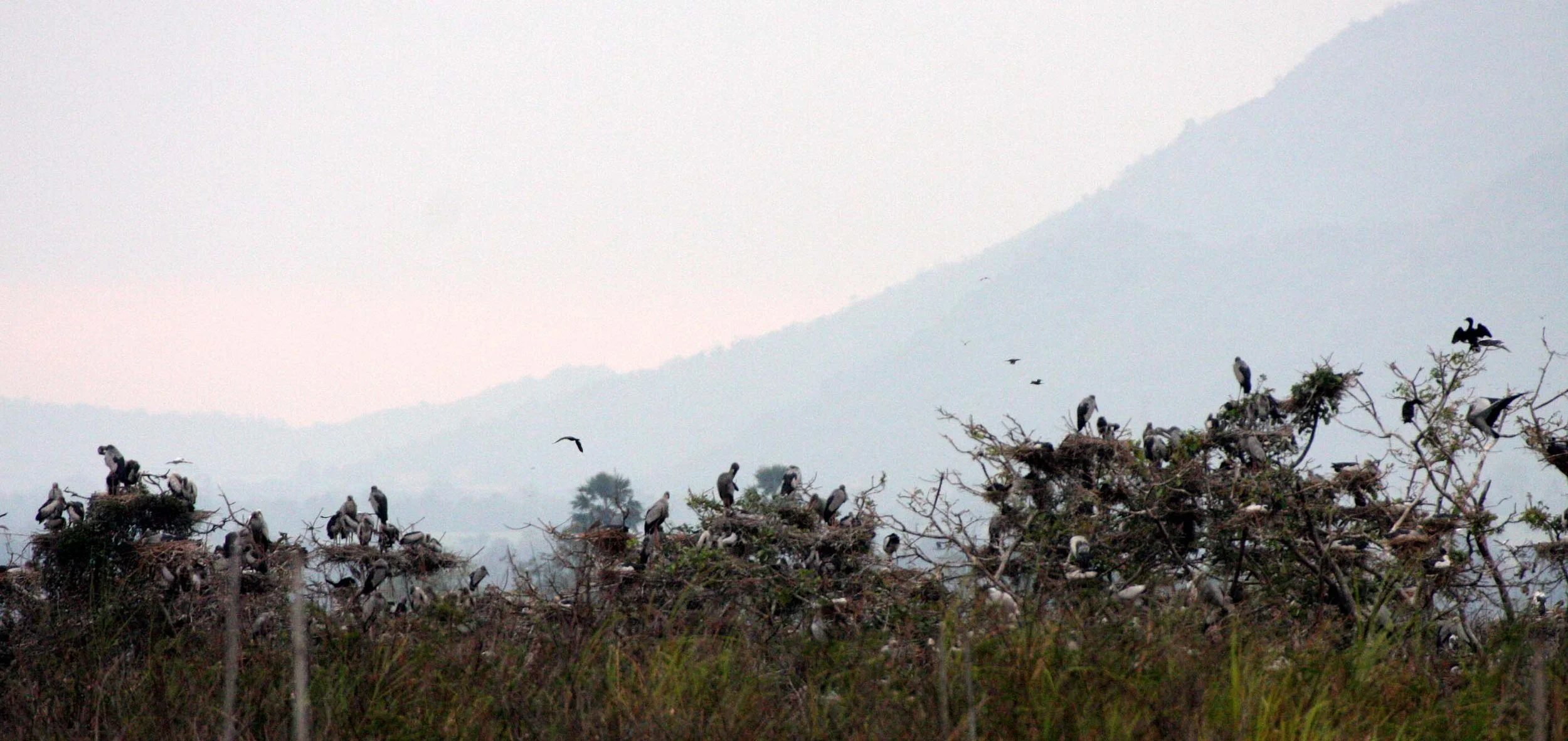 STORK - ASIAN OPENBILL - Anastomus oscitans - ROOKERY IN BUENG BORAPHET THAILAND - CHRISTMAS IN THAILAND TRIP 2008 (1).JPG