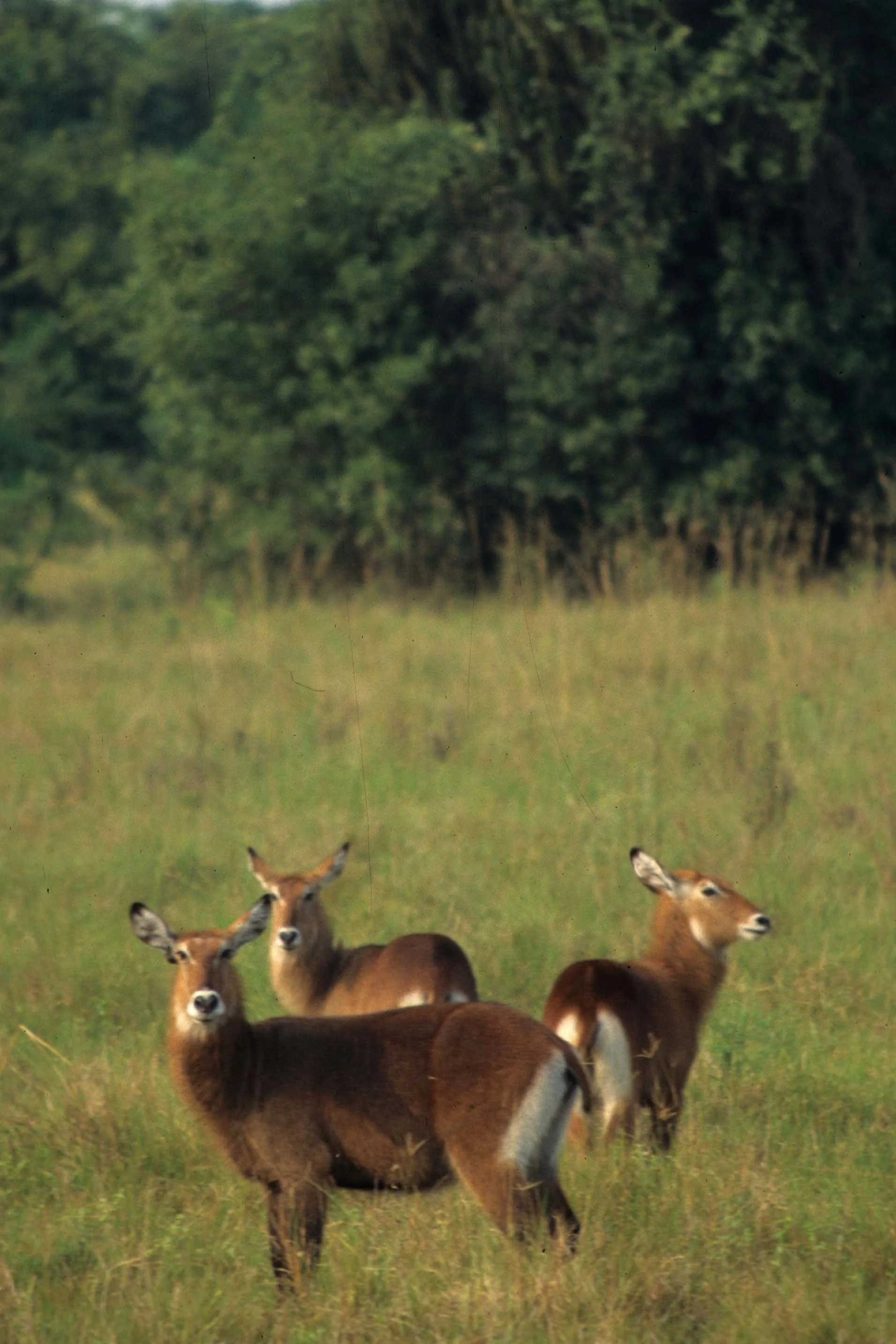 BOVID - WATERBUCK - DEFASSA - UGANDA (8).jpg