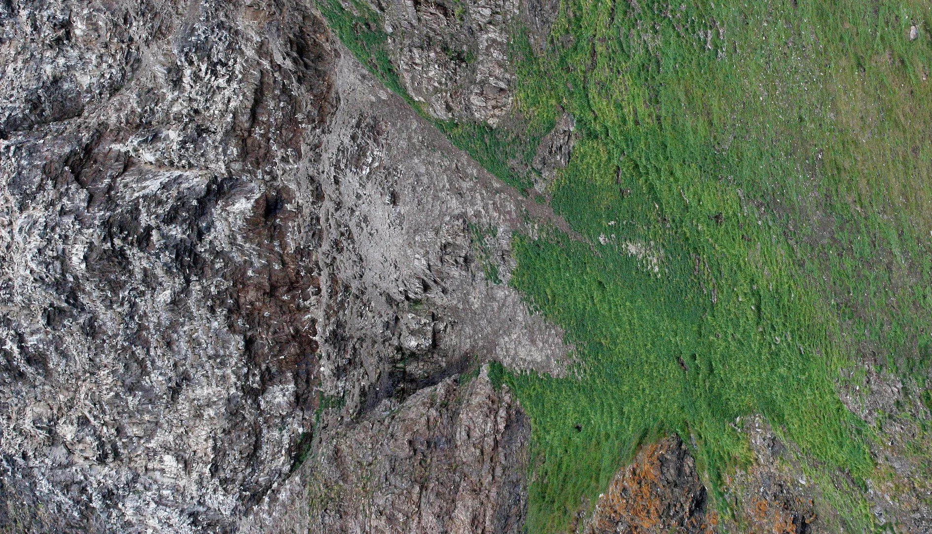 BIRD - KITTIWAKE - BLACK-LEGGED - SVALBARD (53).jpg