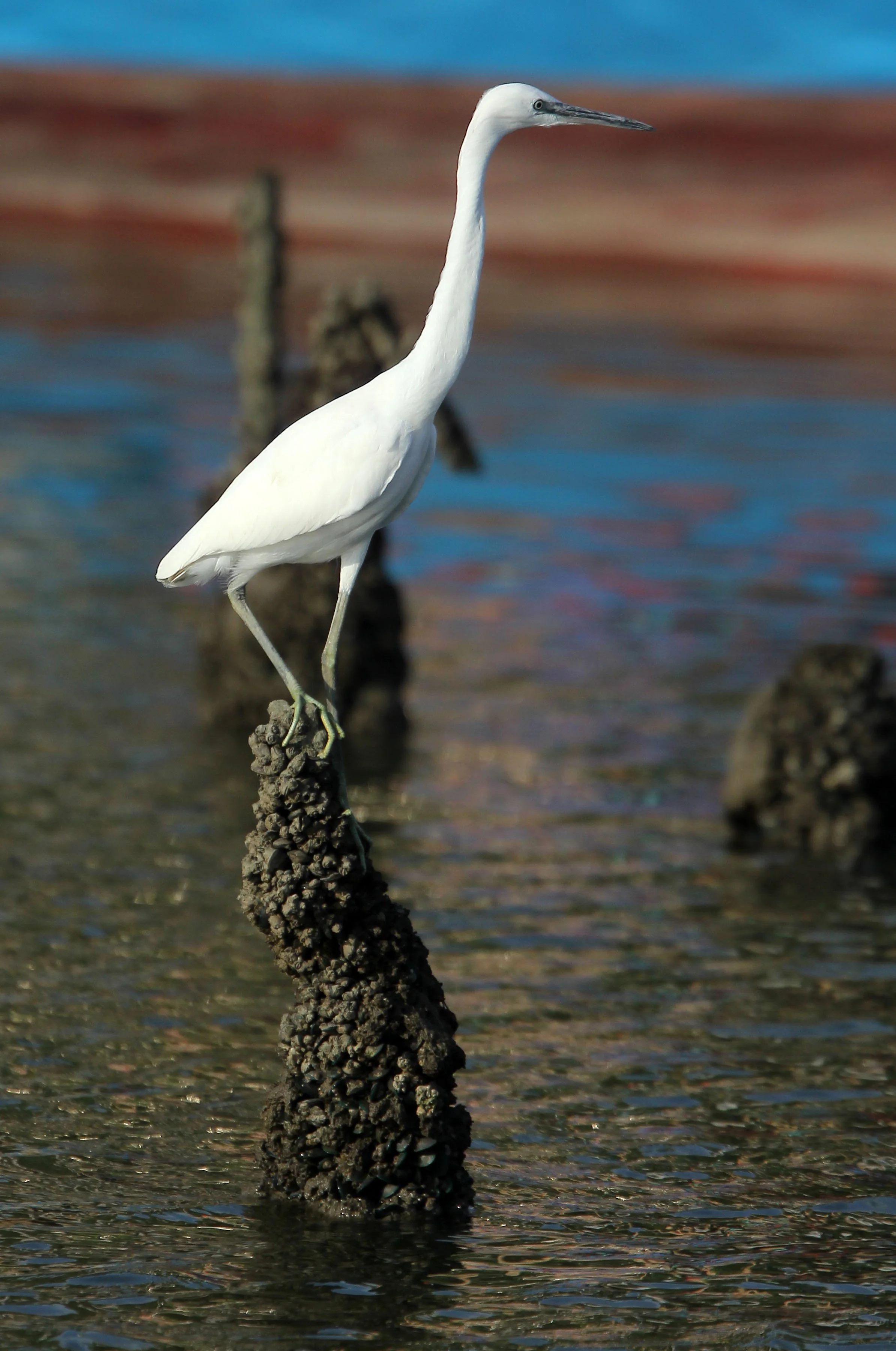 EGRET - EASTERN GREAT EGRET - Ardea (alba) modesta - PAK THALE LIAM PAK BIA THAILAND (6).JPG