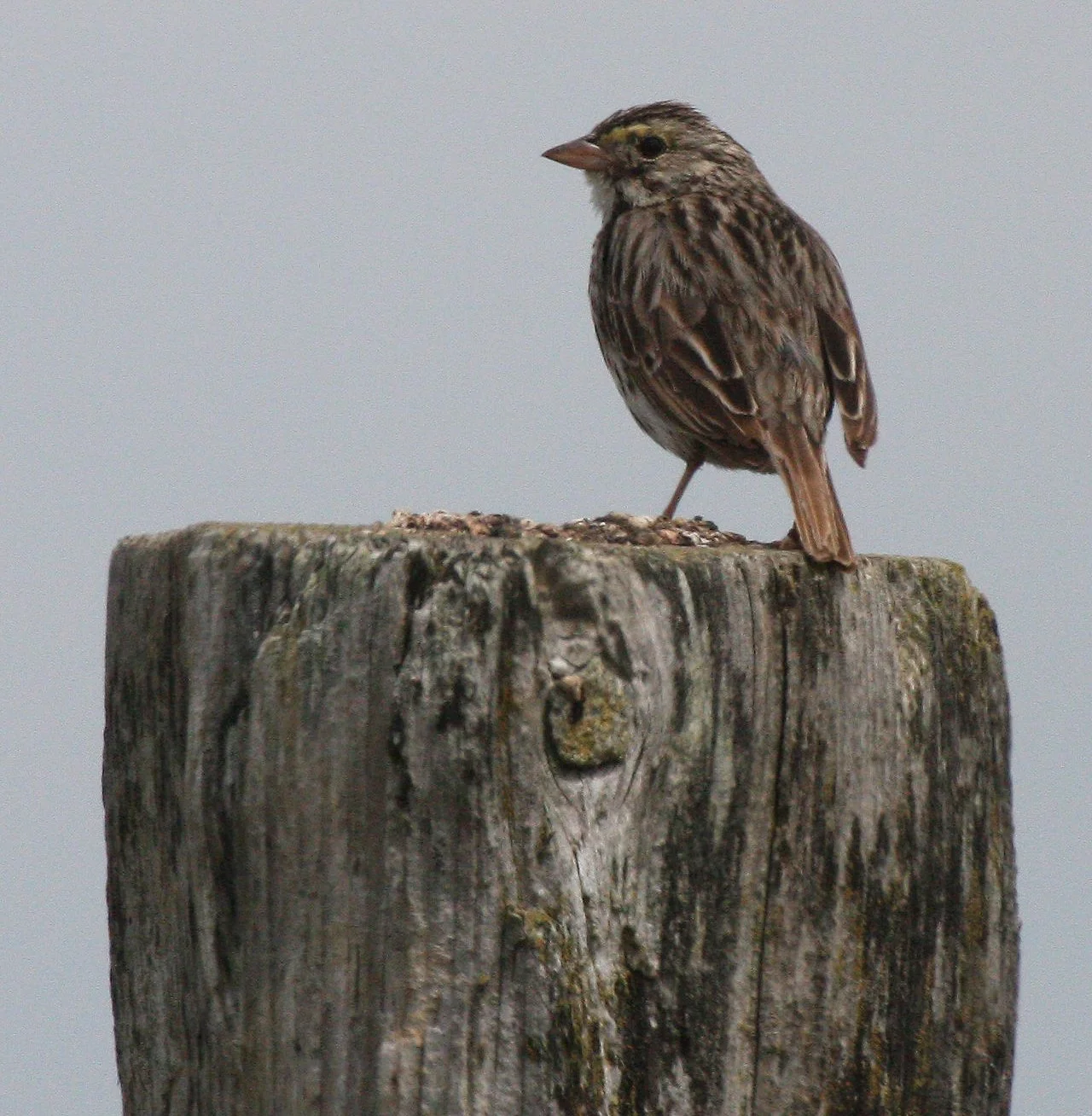 Savannah Sparrow (Passerculus sandwichensis) Dungeness NWR Sequim Washington (1).JPG