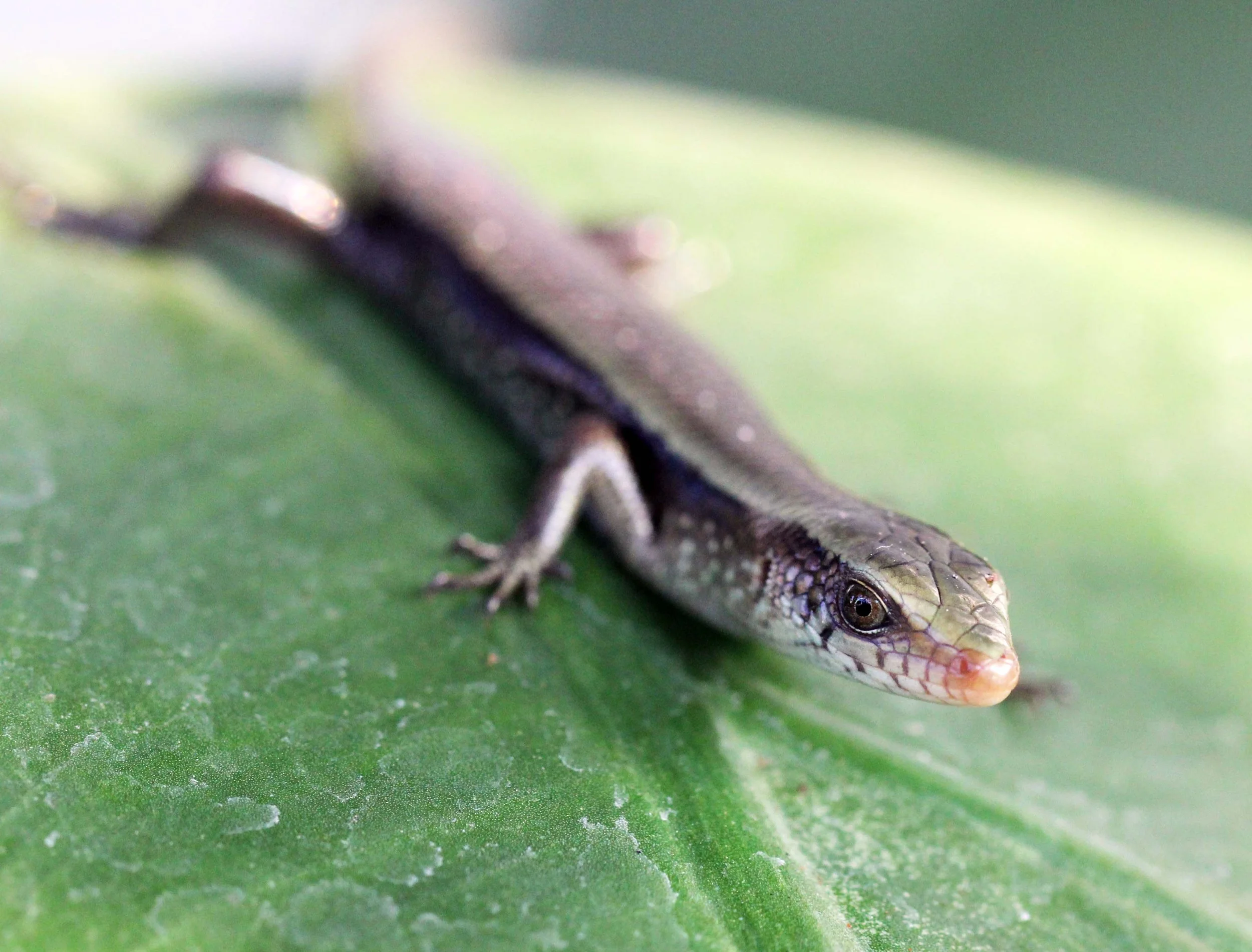 2013 Nonthaburi Setthasiri House and Nonthaburi Neighborhood (199).JPG