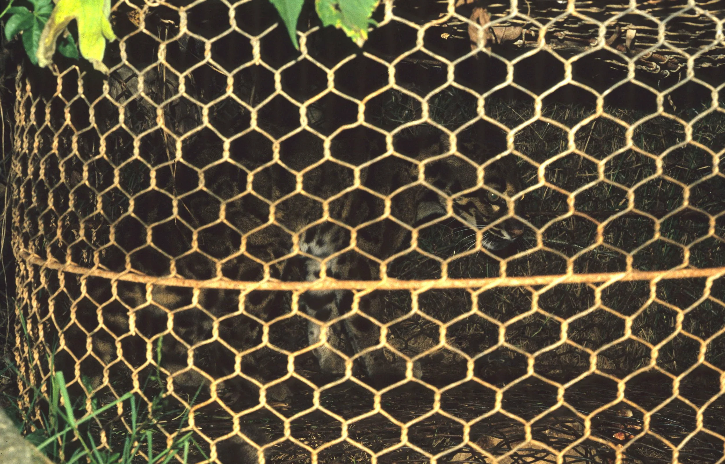 DALAT - POACHERS HUT - CLOUDED LEOPARD (2).jpg