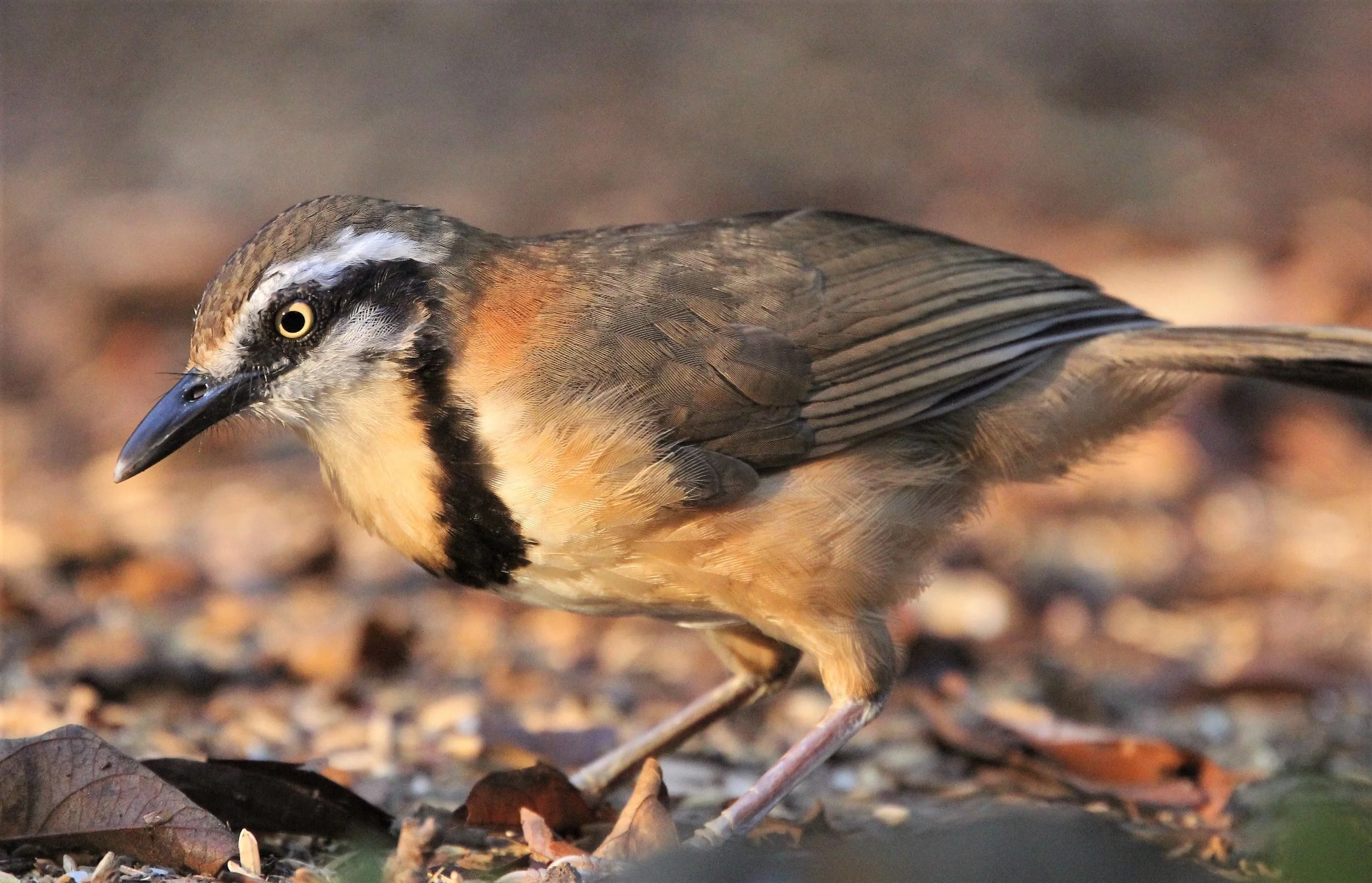 LAUGHINGTHRUSH - LESSER NECKLACED LAUGHINGTHRUSH - Garrulax monileger - KAENG KRACHAN (3).jpg