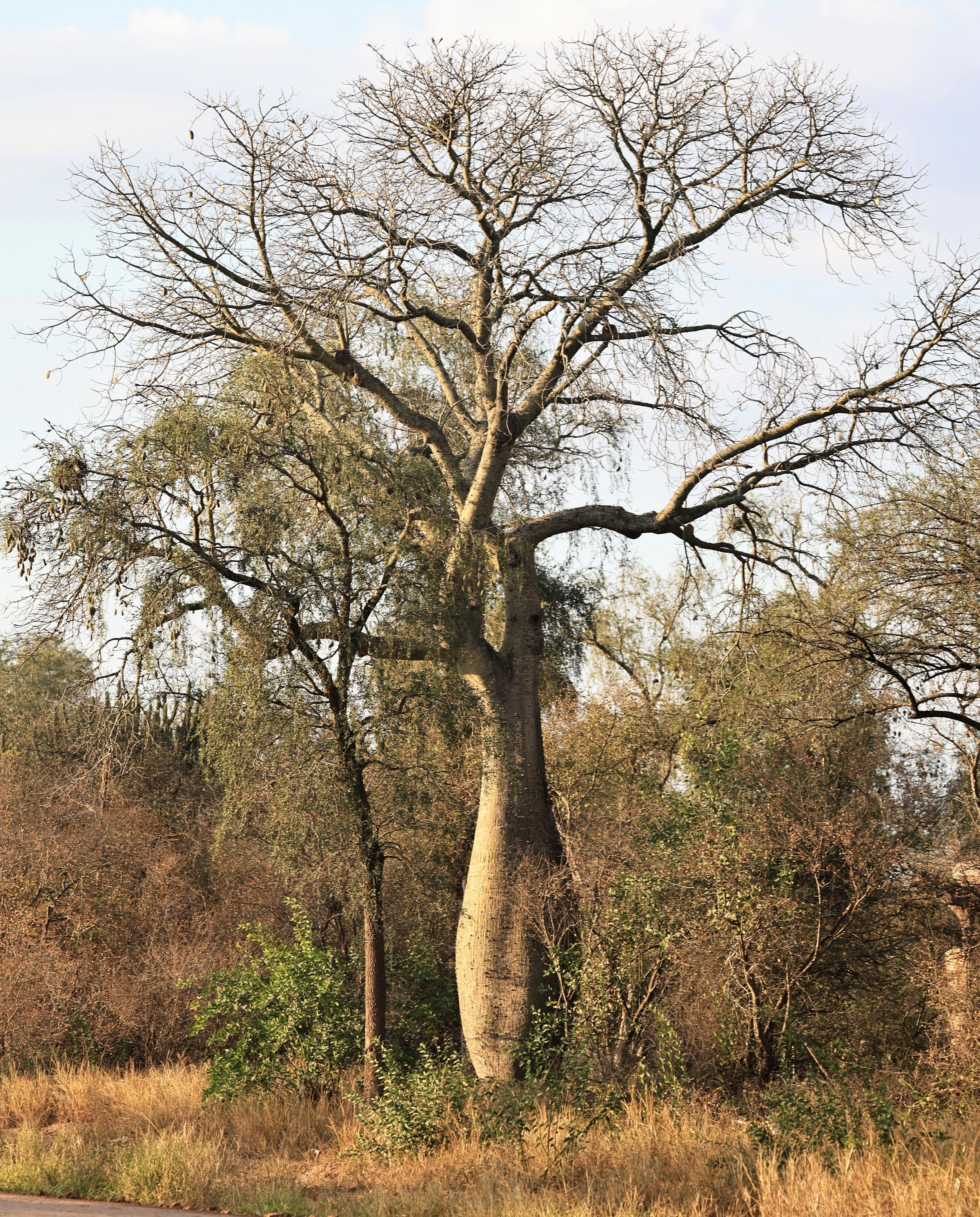 Samu'u (Ceiba chodatii) Aurora Chaquena Reserve