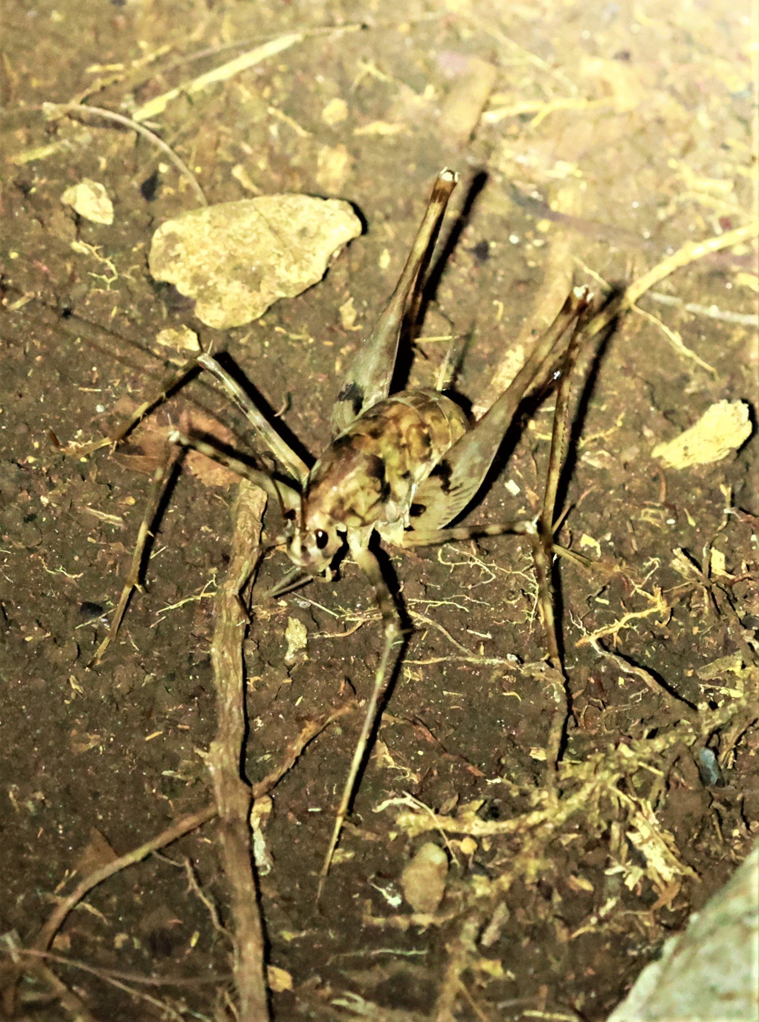 Camel or Horned Cricket from family Rhaphidophoridae
