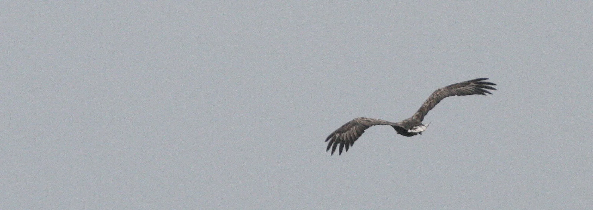 Haliaeetus albicilla - WHITE-TAILED SEA EAGLE - HORNOYA NORWAY (2).jpg