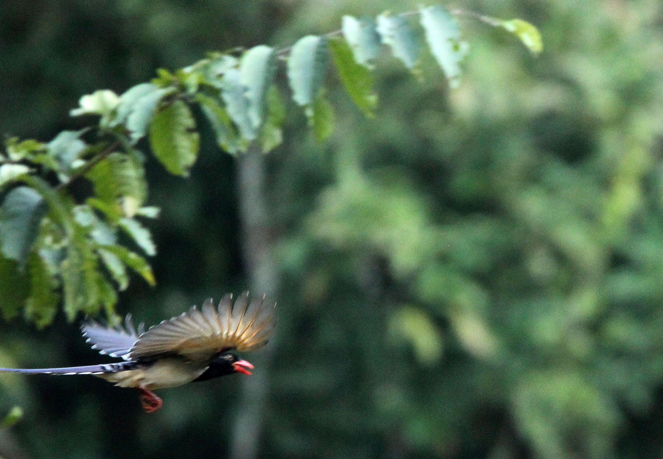 BIRD - MAGPIE - BLUE MAGPIE - HUAI KHA KHAENG NATURE RESERVE - KAPOK KAPIEN STATION & MINERAL LICK - THAILAND (4).JPG