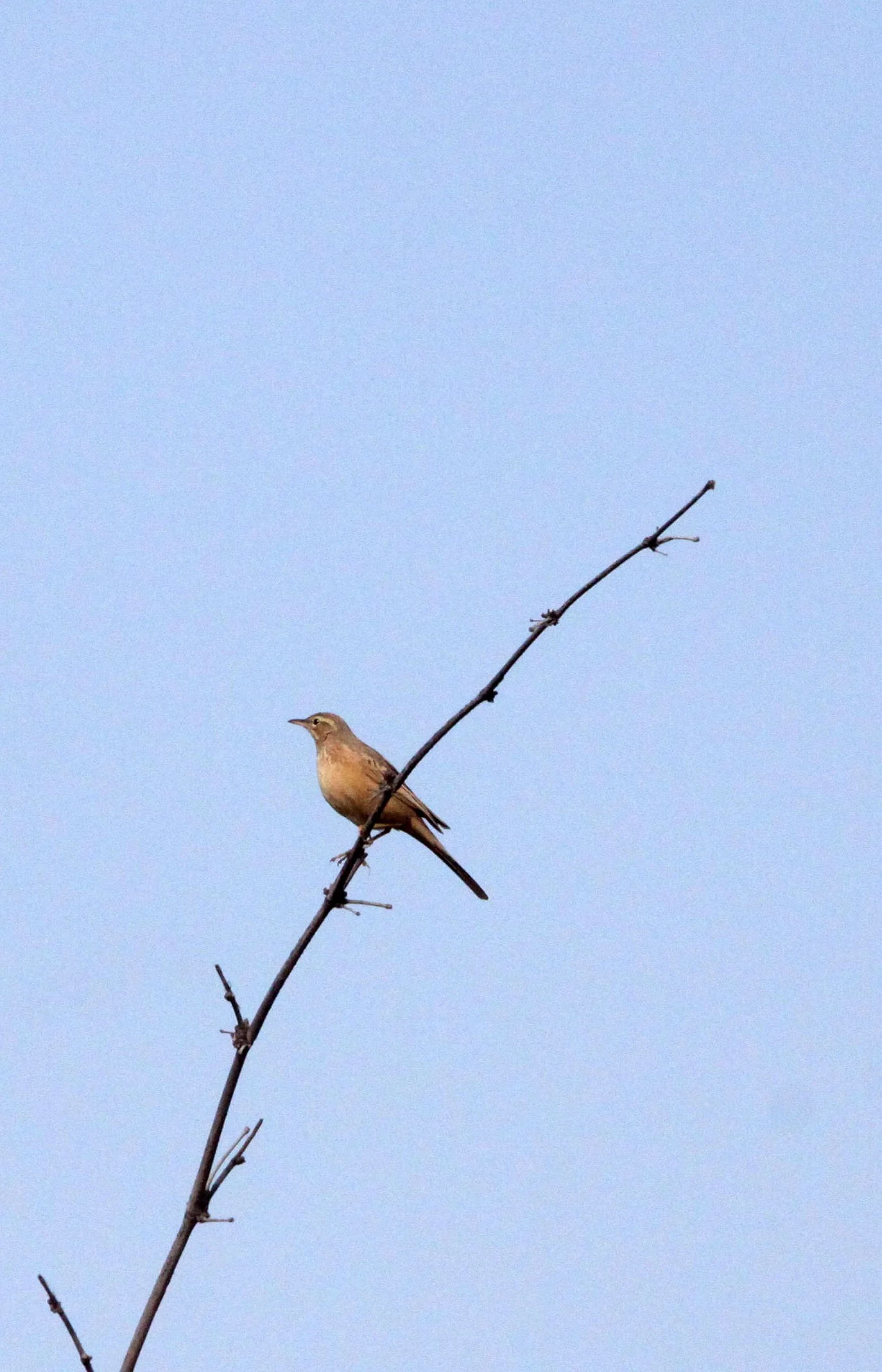 Tawny Pipit (Anthus campestris) BANDHAVGAR NATIONAL PARK INDIA (5).JPG