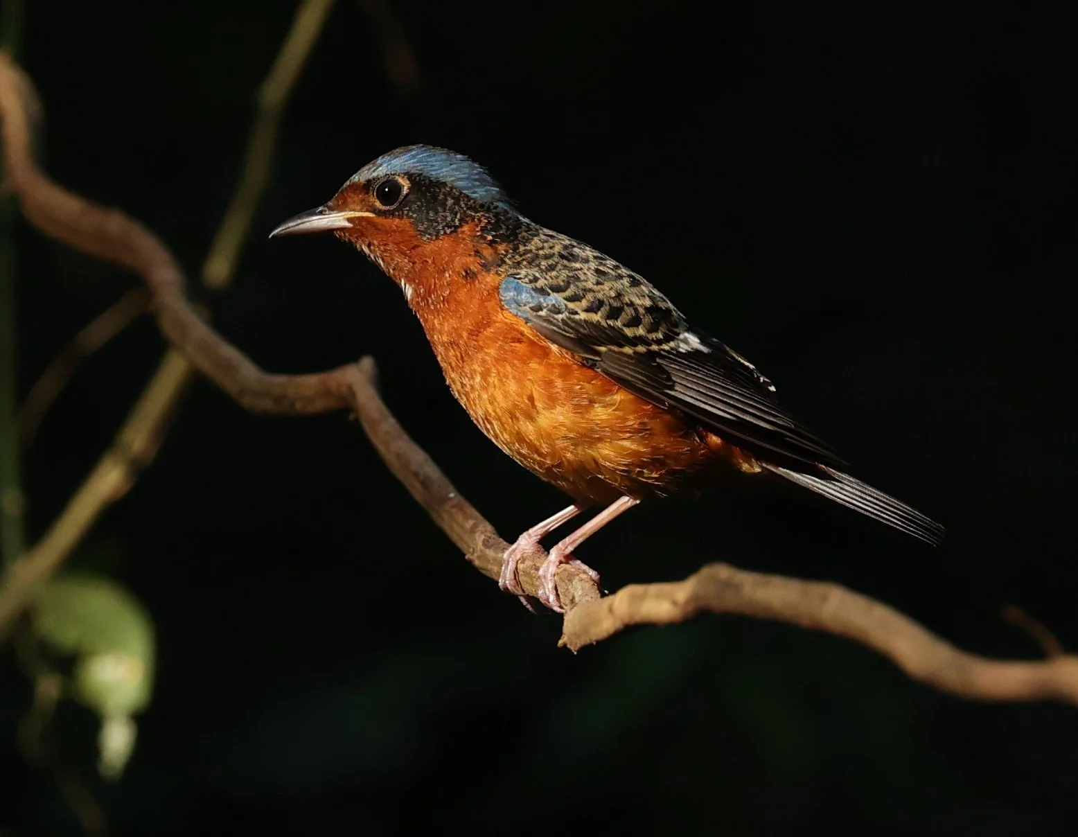 ROCK-THRUSH - WHITE-THROATED ROCK-THRUSH - Monticola gularis - WAT THAM PRATHUM CHONBURI JAN 30 2022 (79).jpg