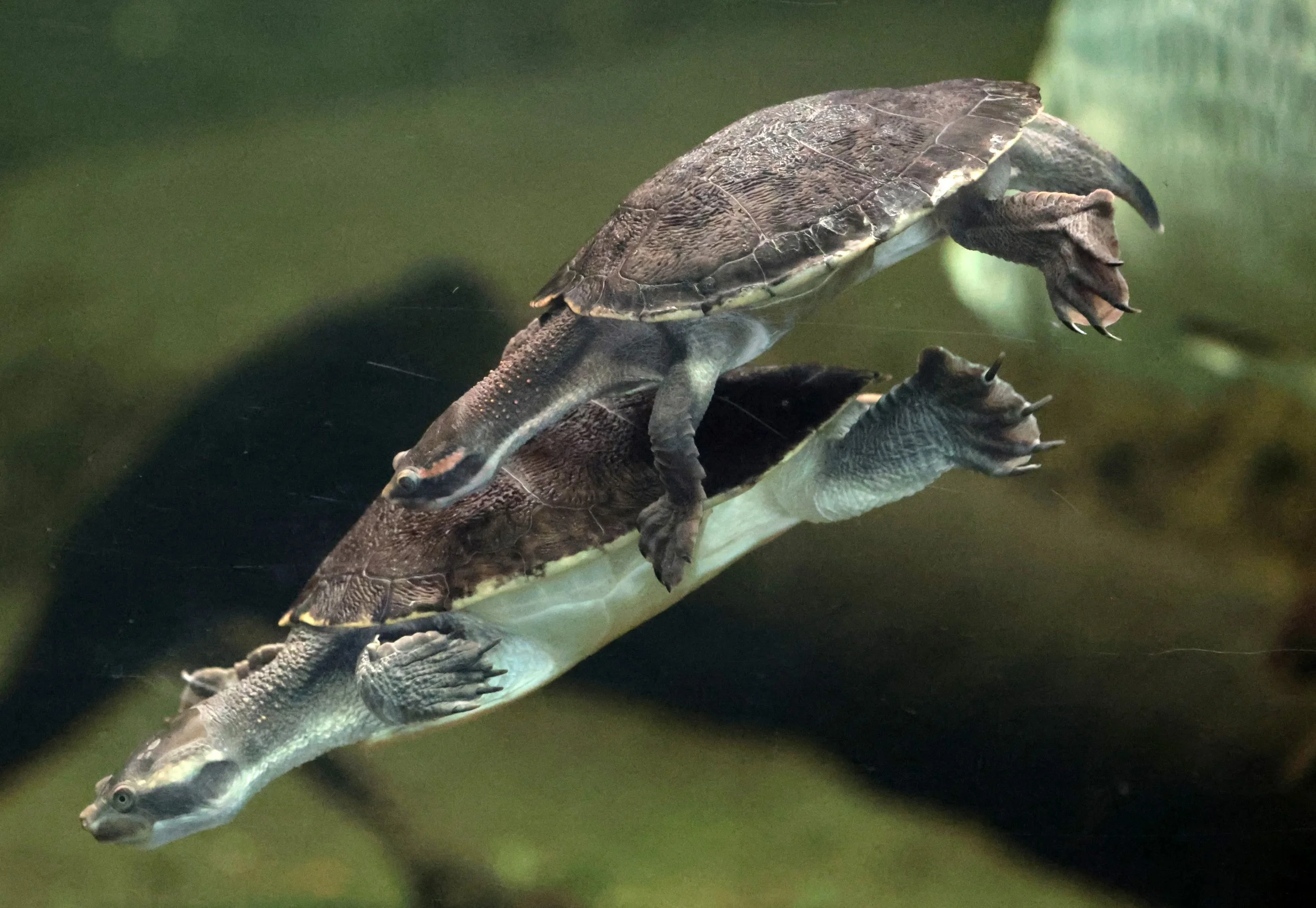 Unidentified Turtle Species - Perth Zoo - Western Australia — Coke ...