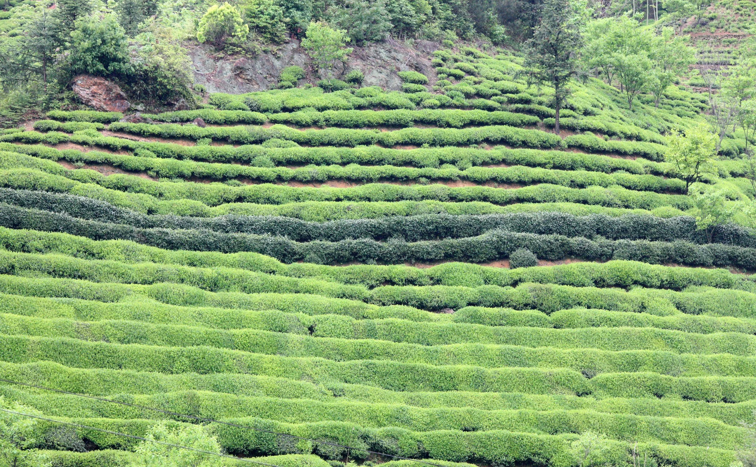 HONGCUN VILLAGE - ANHUI PROVINCE CHINA (2).JPG