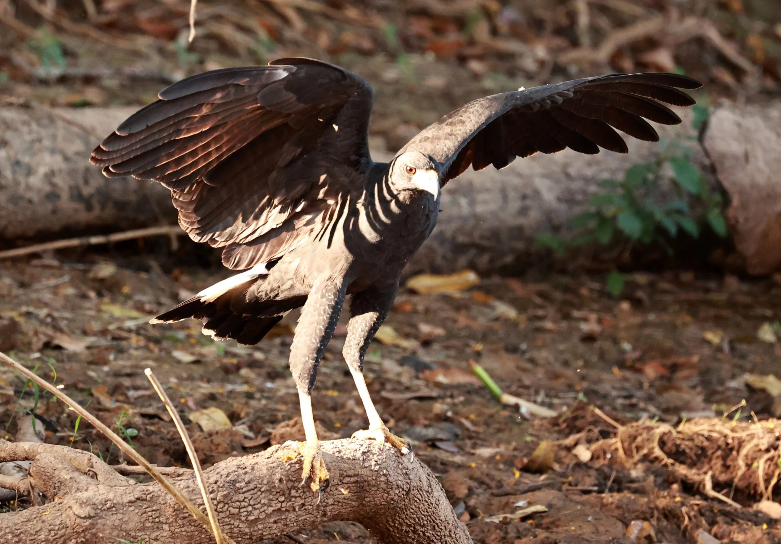Pantanal 2023