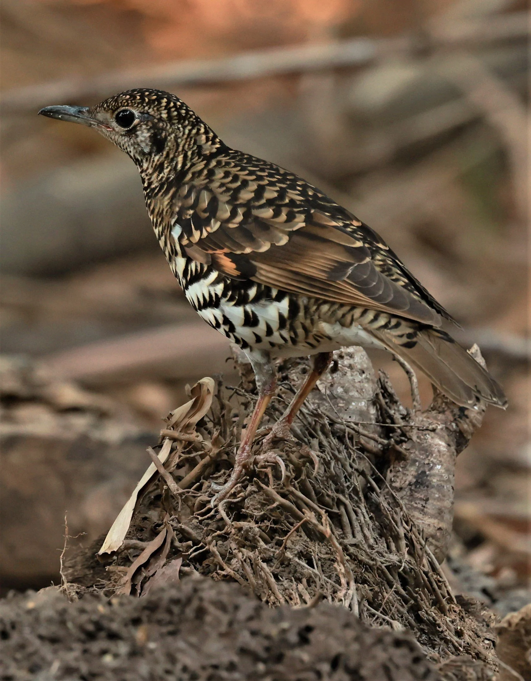 White's Thrush (Zoothera aurea) Putthamonthon Park Nakhon Pathom Thailand (75).jpg