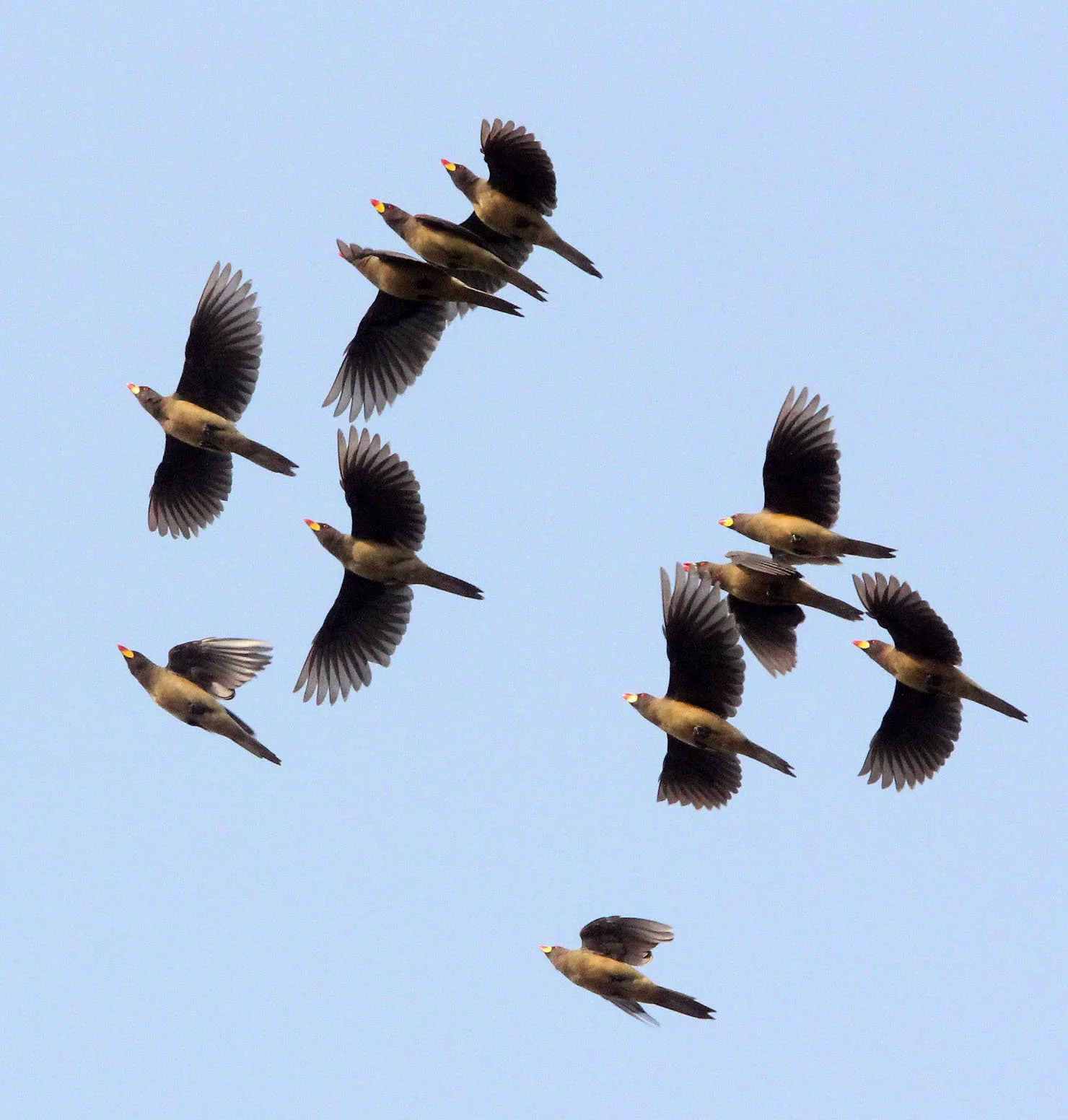 BIRD - OXPECKER - YELLOW-BILLED OXPECKER - MURCHISON FALLS NATIONAL PARK UGANDA (4).JPG