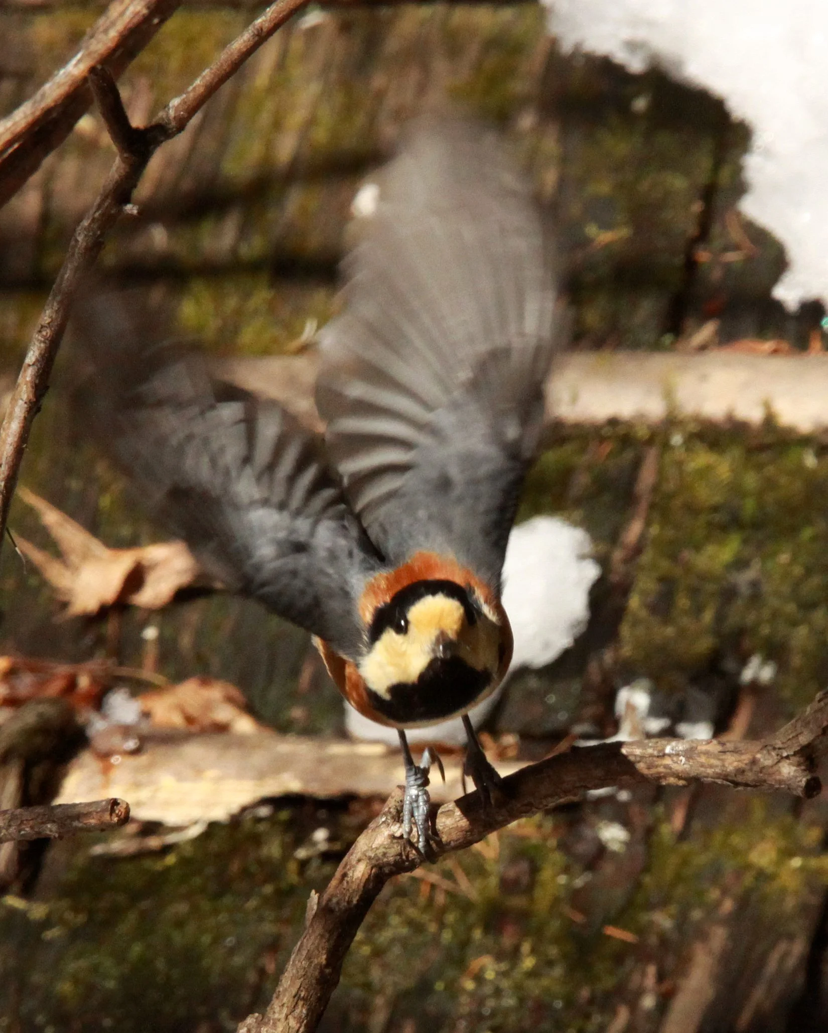 Varied Tit (Sittiparus varia) Shiobutsu Onsen, Karuizawa Japan — Coke