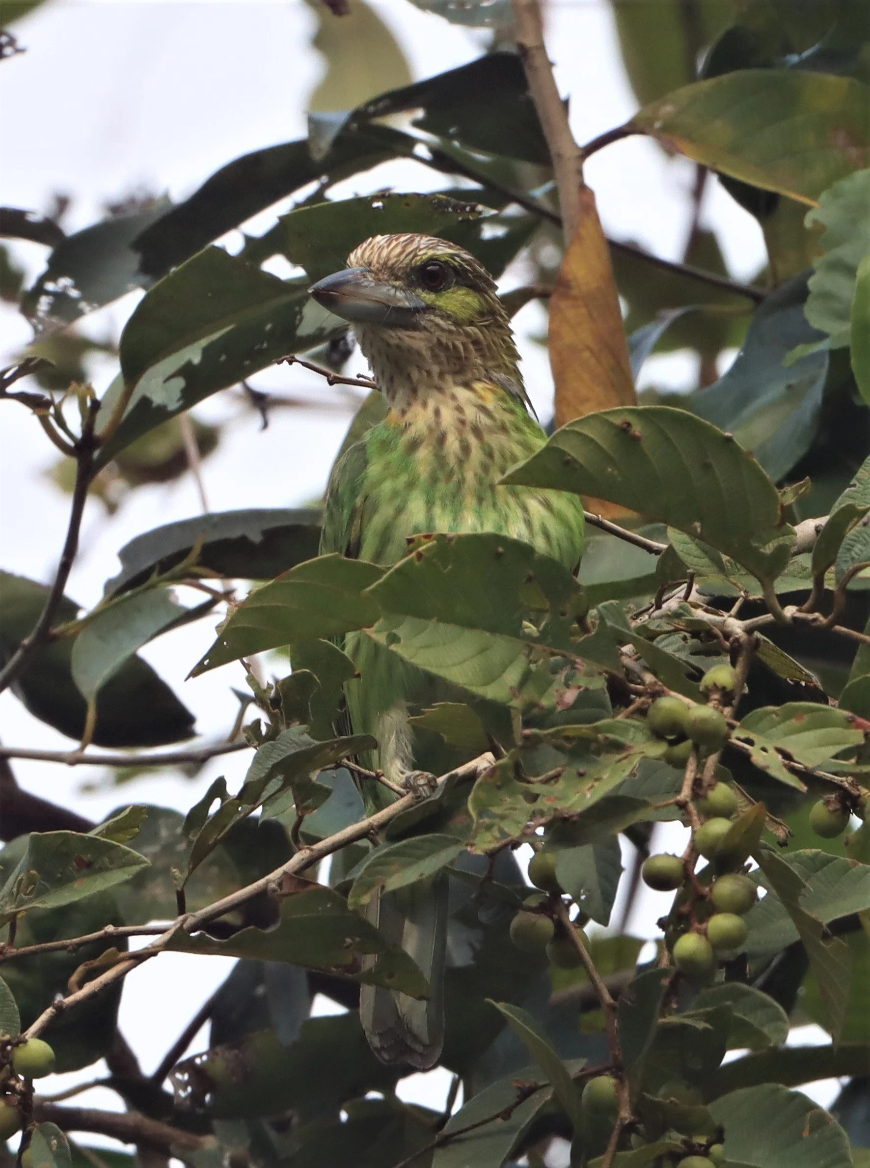 BARBET - LINEATED BARBET - Megalaima lineata - KHAENG KRACHAN 2021 (9).jpg