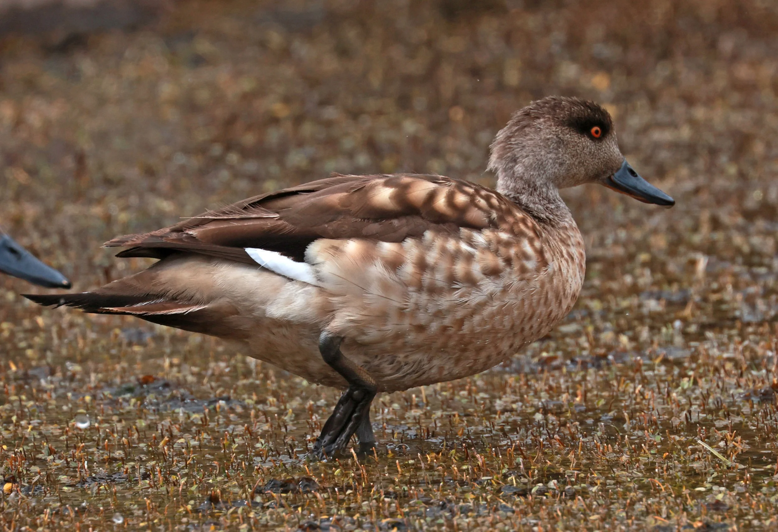 Duck - Crested Duck - Lophonetta specularioides - Lauca National Park, Chile (60).jpg