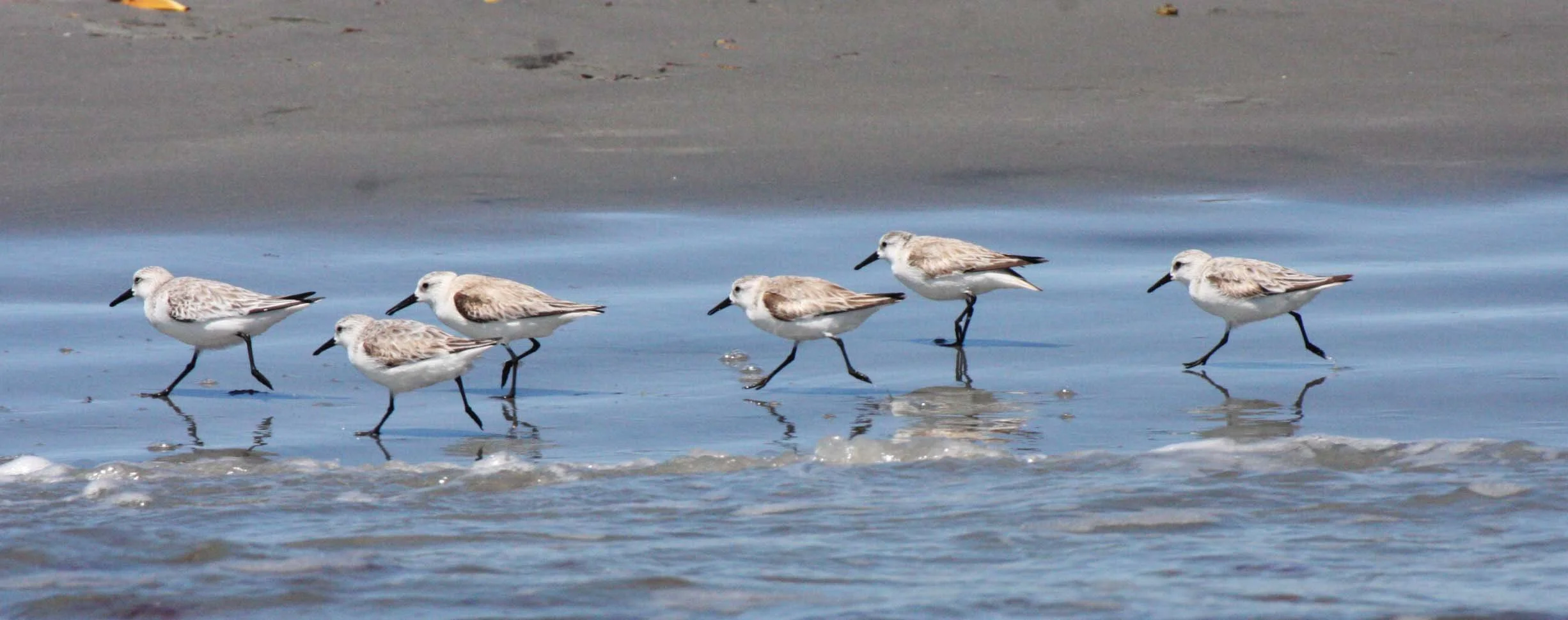 BIRD - SANDERLING - SAN IGNACIO LAGOON BAJA MEXICO.JPG
