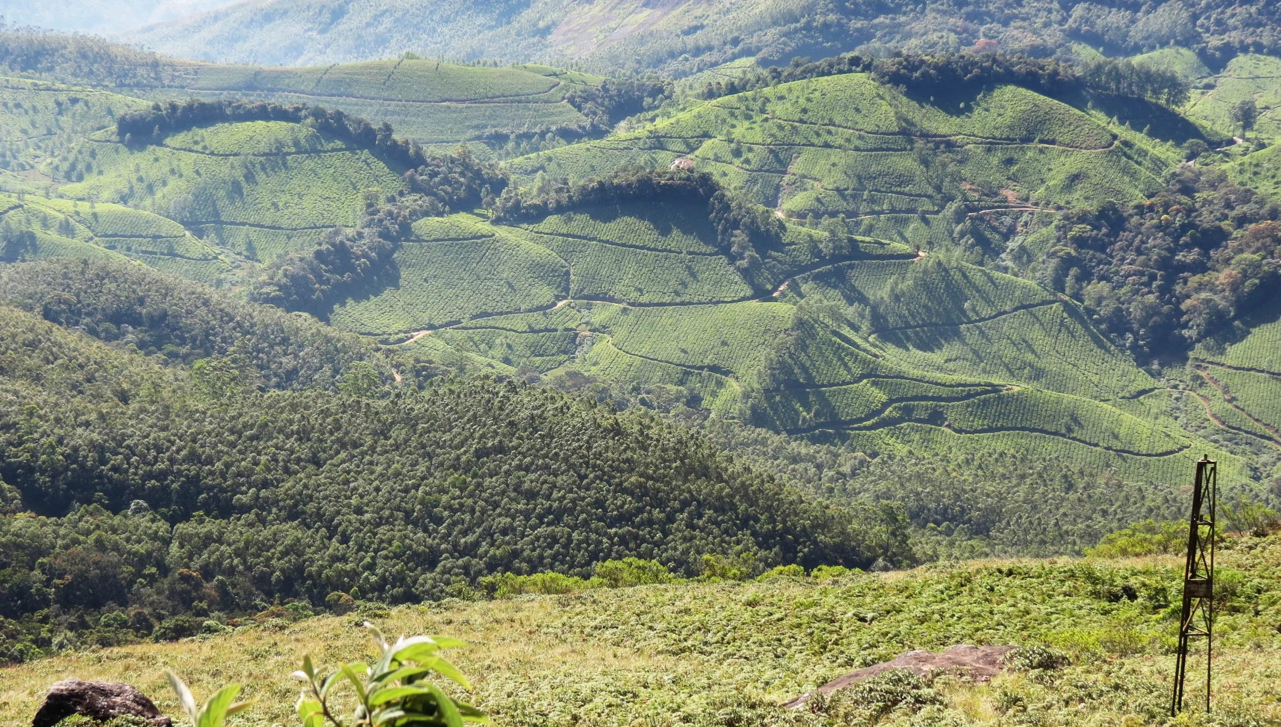 ERAVIKULUM NATIONAL PARK INDIA (26).JPG