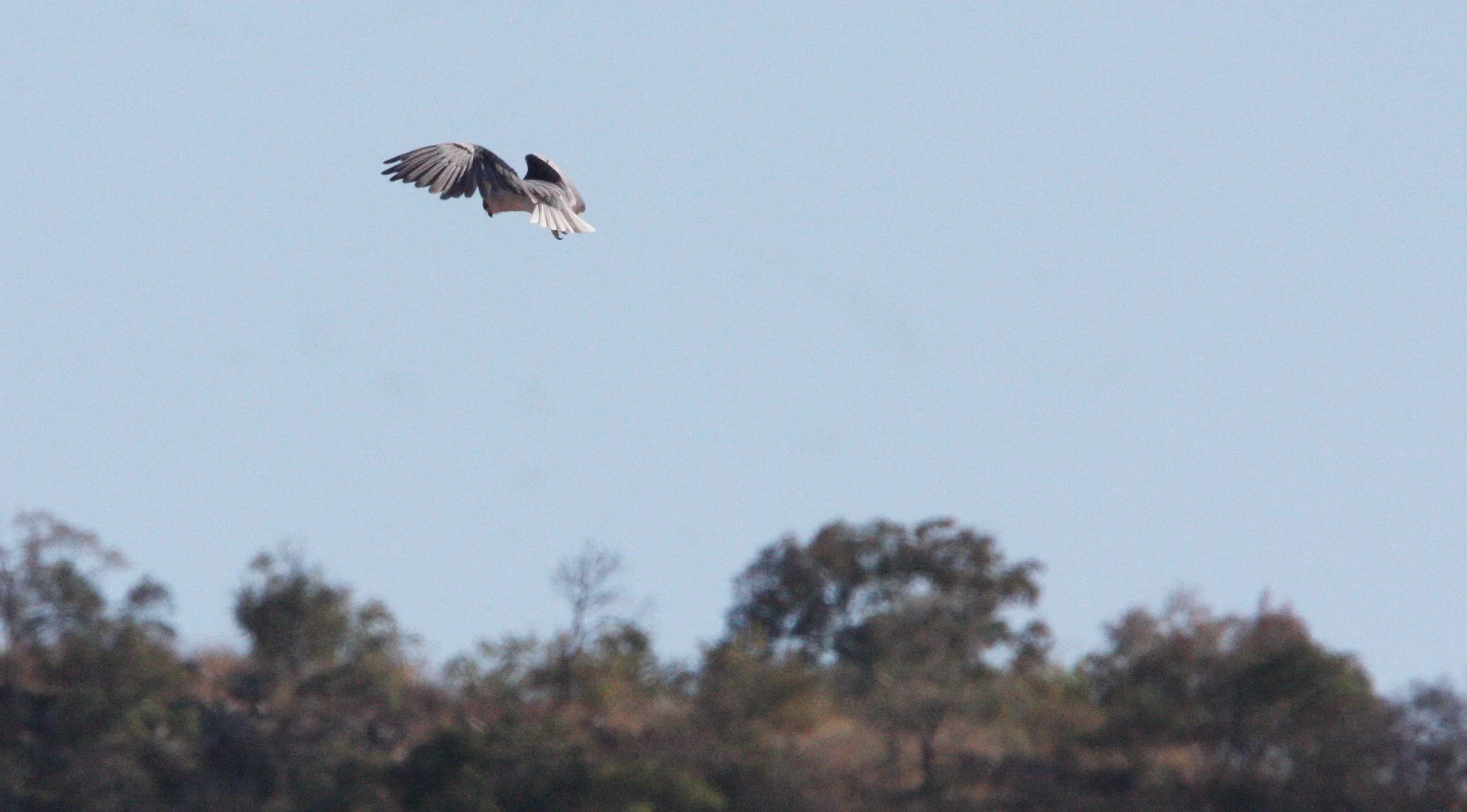 Elanus caeruleus caeruleus - BLACK-SHOULDERED KITE - KRUGER NATIONAL PARK SOUTH AFRICA (2).JPG