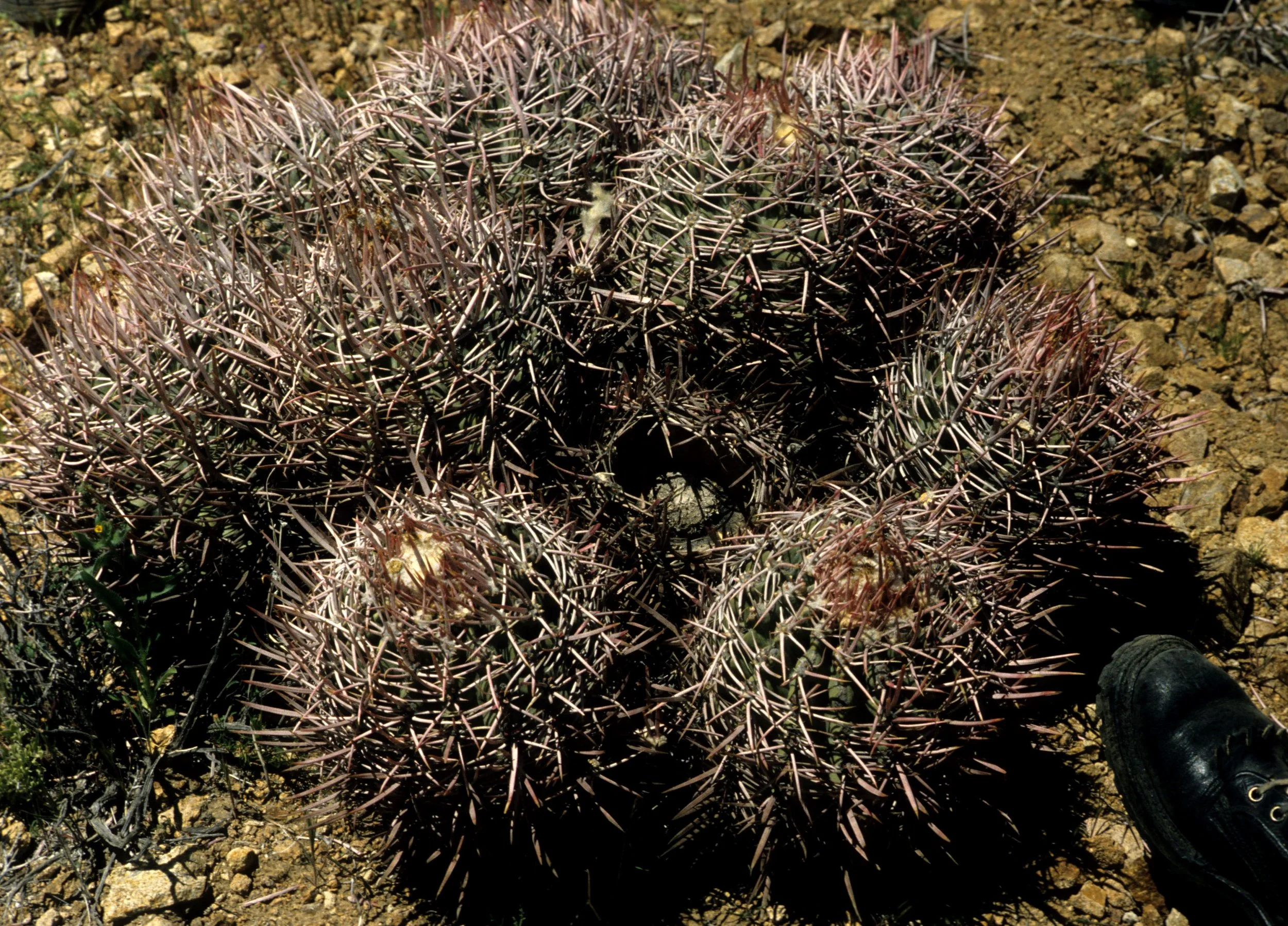 DEATH VALLEY - ECHINOCACTUS POLYCEPHALUS - COTTONTOP CACTUS A.jpg
