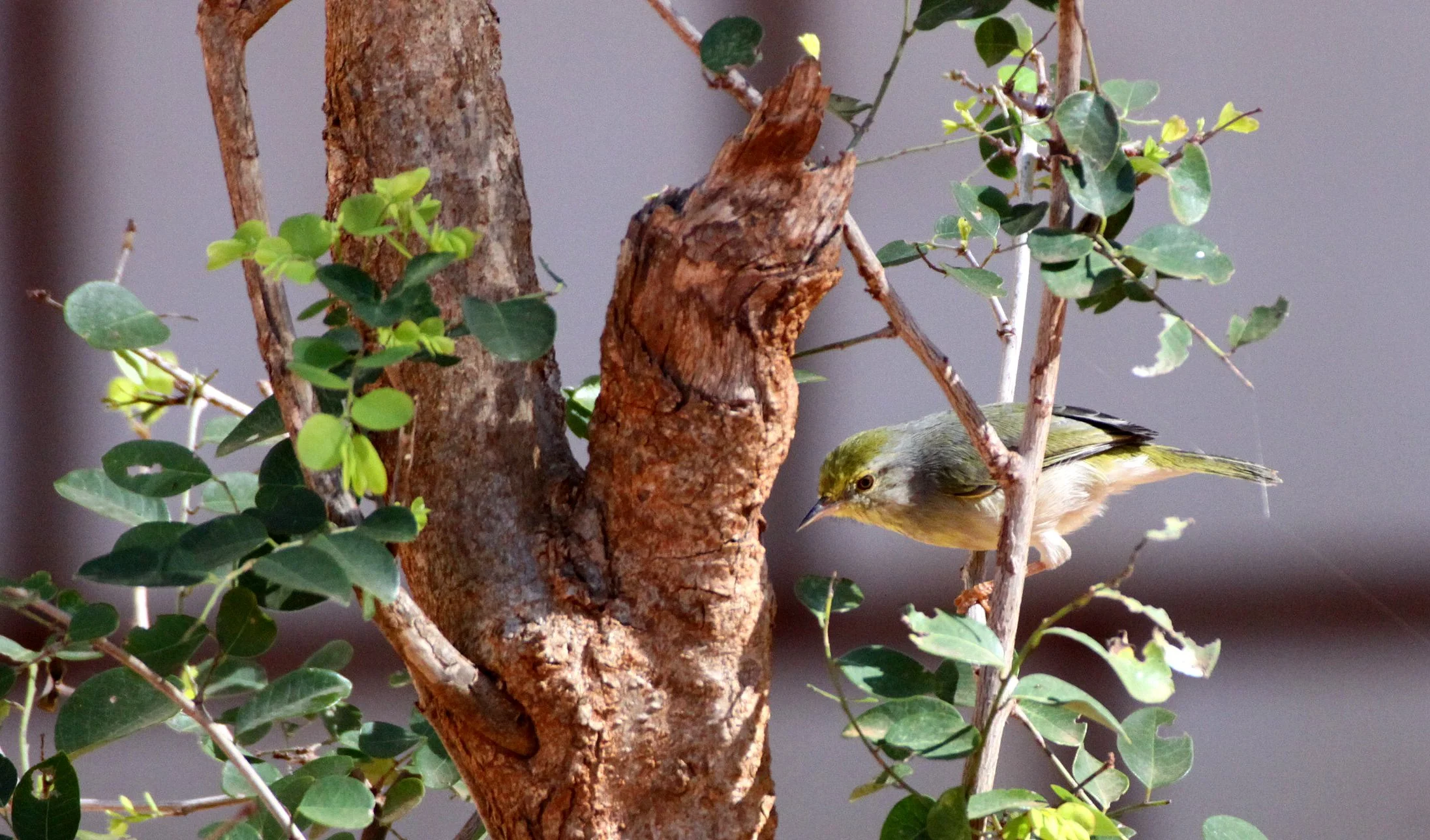 BIRD - JERY - STRIPE-THROATED JERY - NEOMIXIS STRIATIGULA - BERENTY RESERVE MADAGASCAR (6).JPG