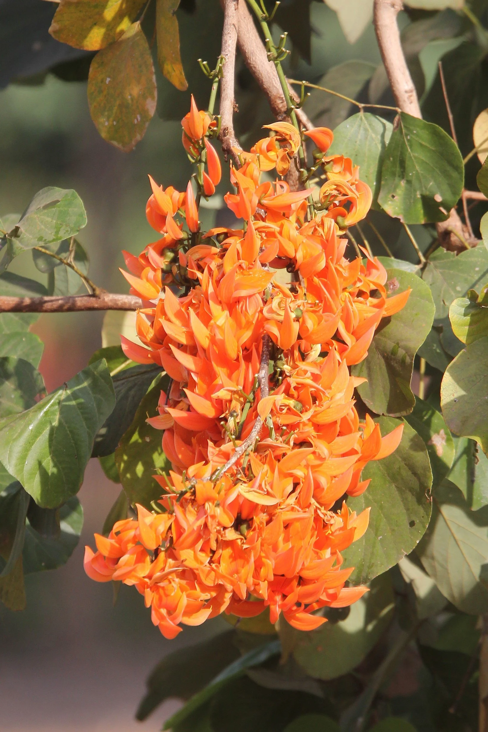 Flame of the Forest (Butea monosperma)