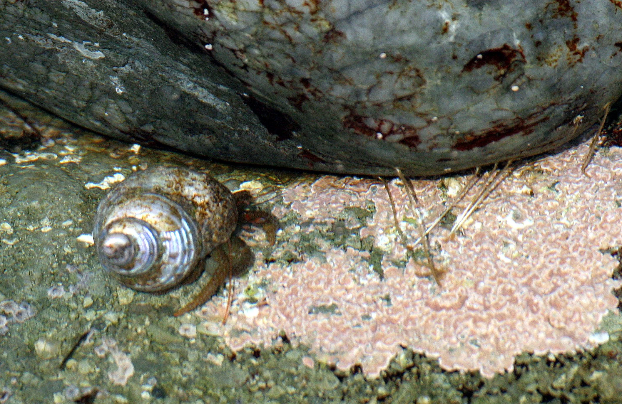 INVERTS - INTERTIDAL - ARTHROPODA - HERMIT CRAB SPECIES IN TURBIN SNAIL SHELL - TONGUE POINT WA (2).JPG