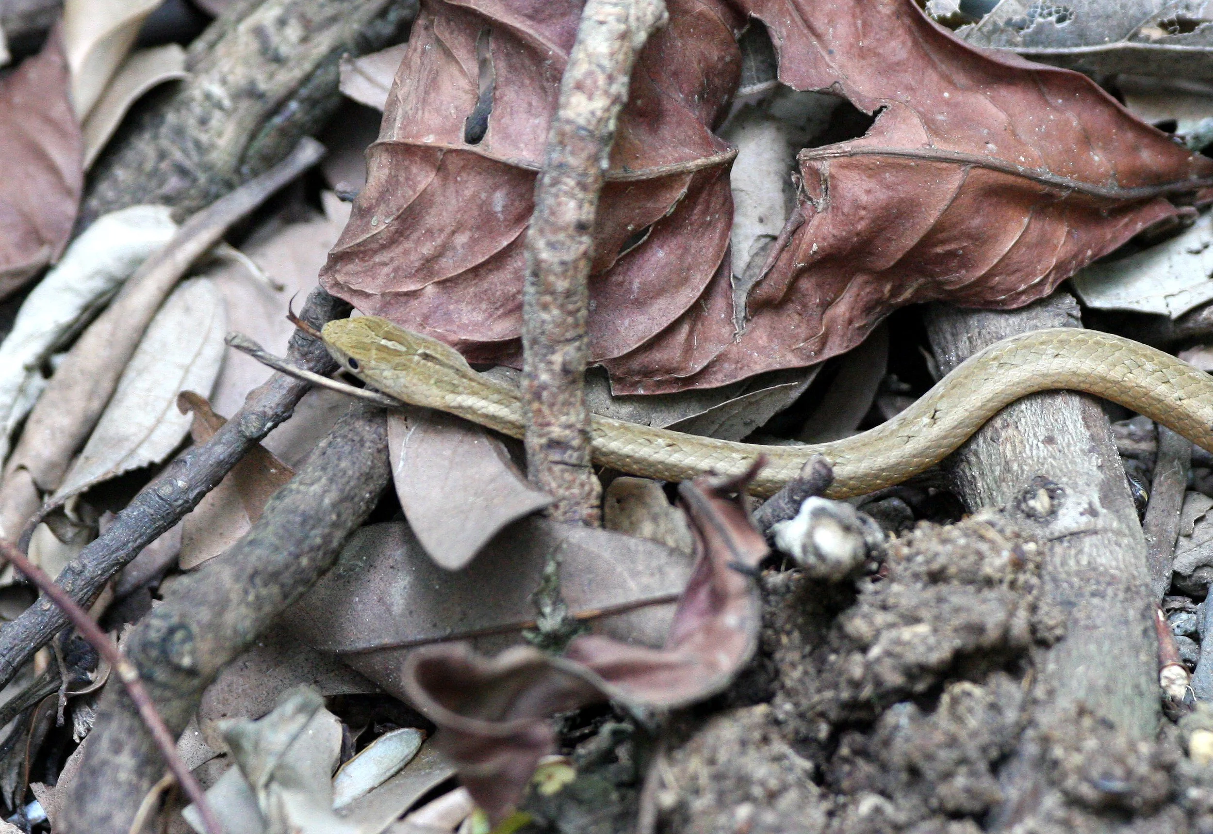 REPTILE - SNAKE - TAIWAN - SUBTROPICAL FOREST (4).JPG