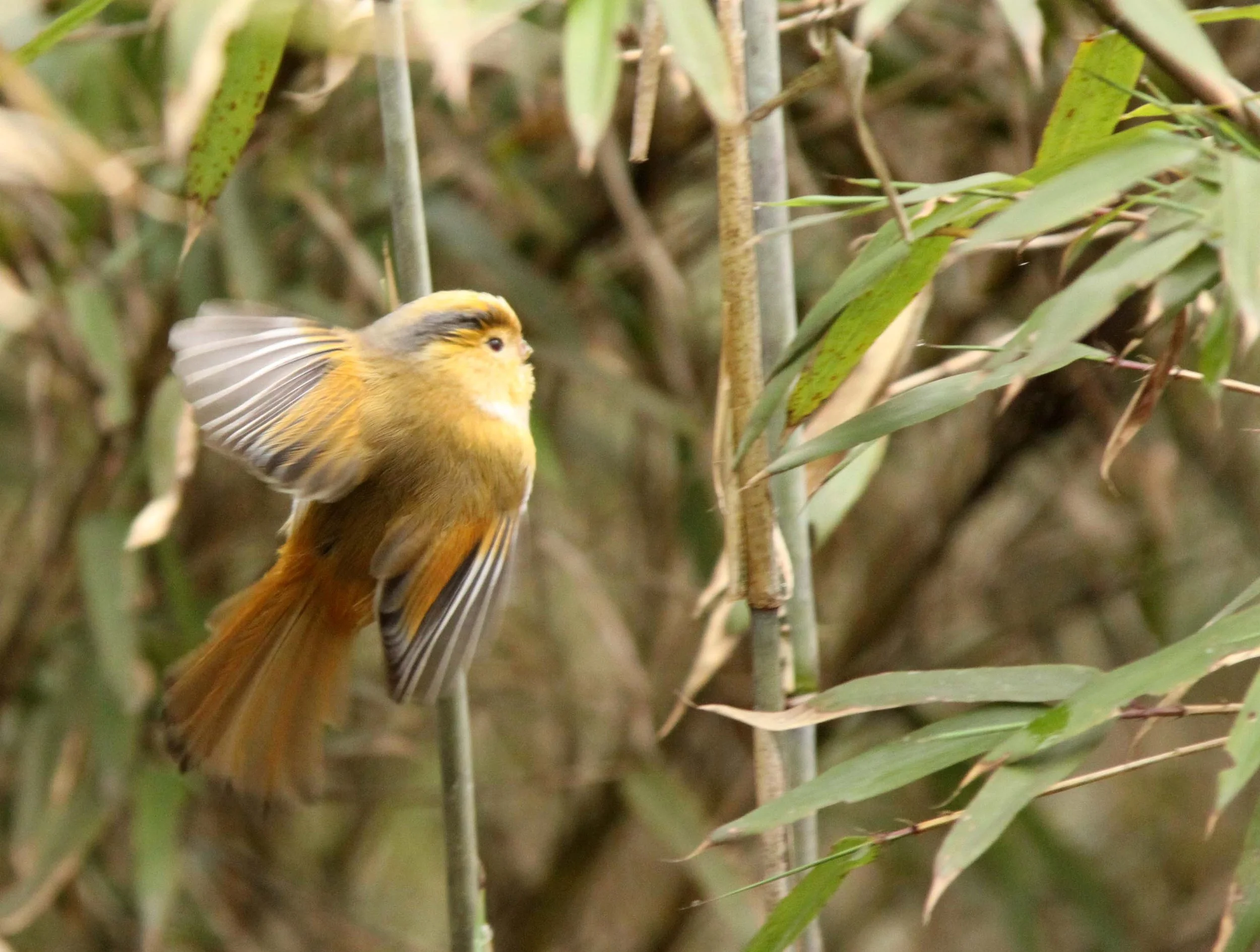 BIRD - PARROTBILL - FULVOUS PARROTBILL - WAWU SHAN MOUNTAIN GEOPARK - SICHUAN CHINA (2).JPG