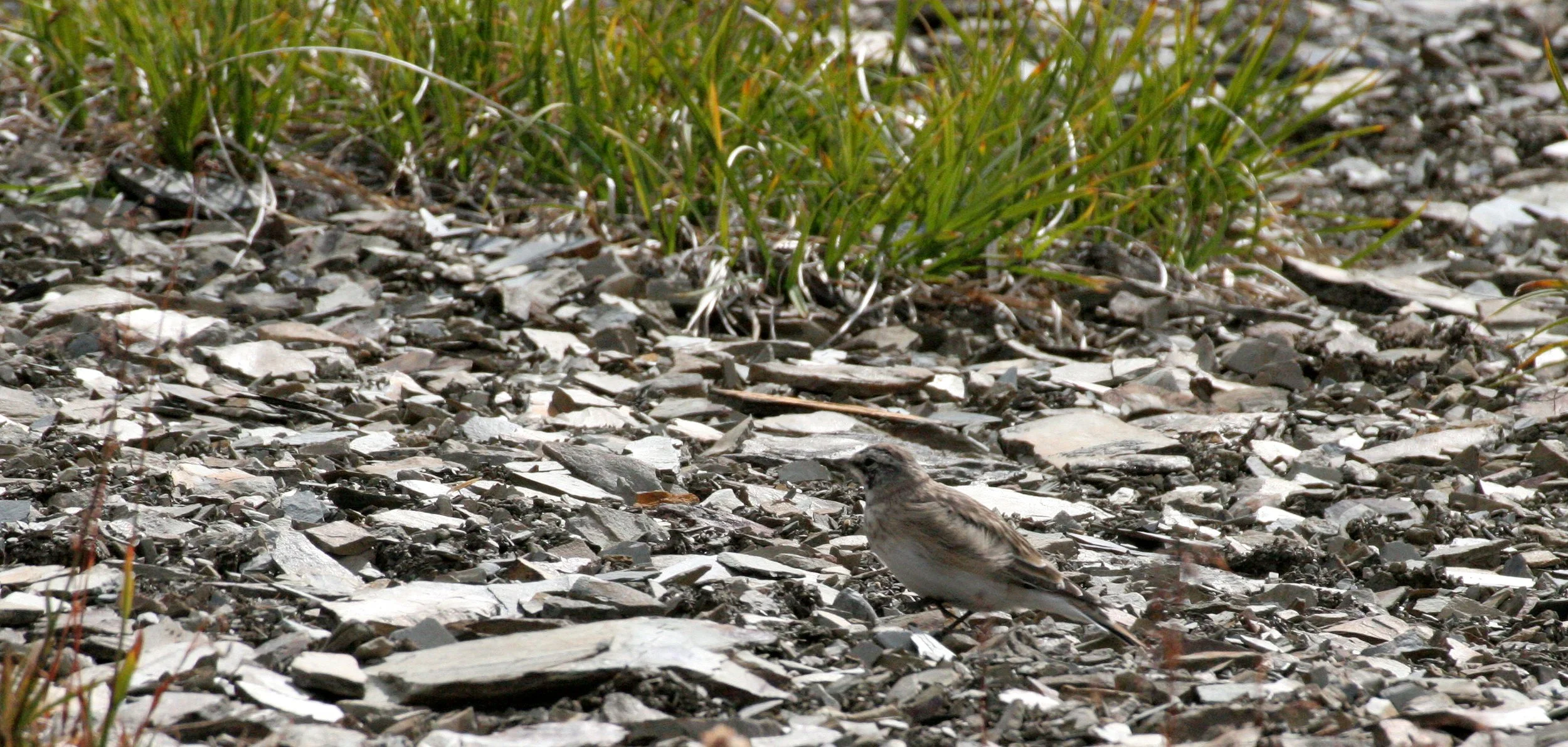 BIRD - LARK - HORNED LARK - OLYMPIC NATIONAL PARK.JPG