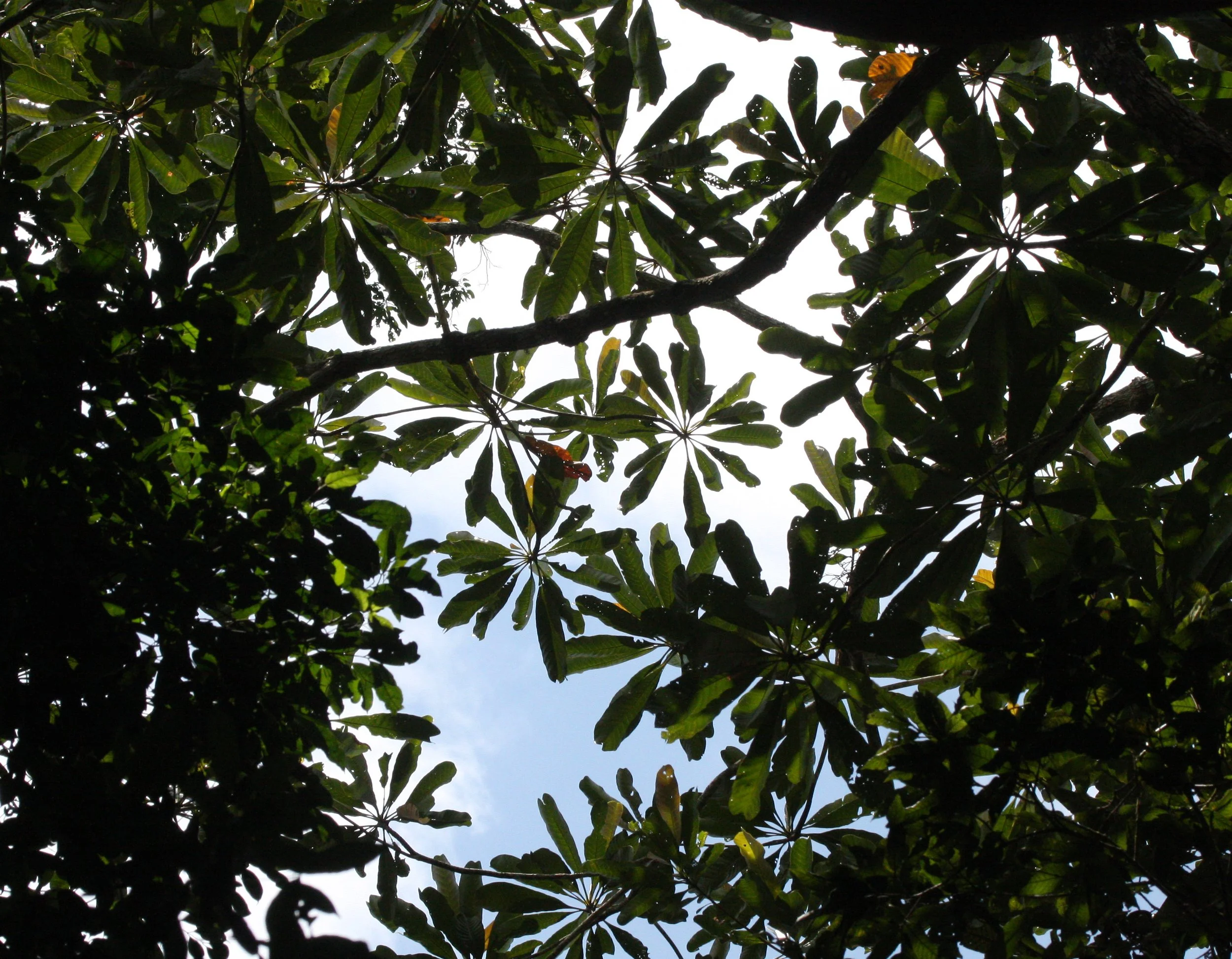 KRUNG CHIN NP THAILAND - TREE SPECIES D.JPG