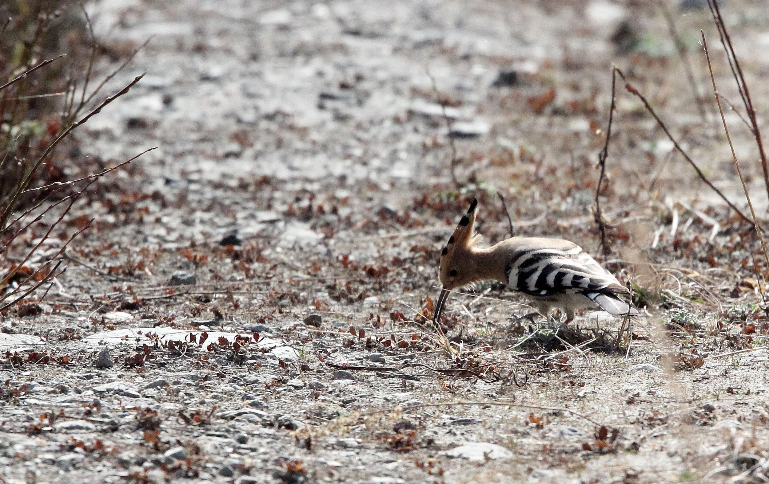 TANGJIAHE NATURE RESERVE, SICHUAN CHINA (12).JPG