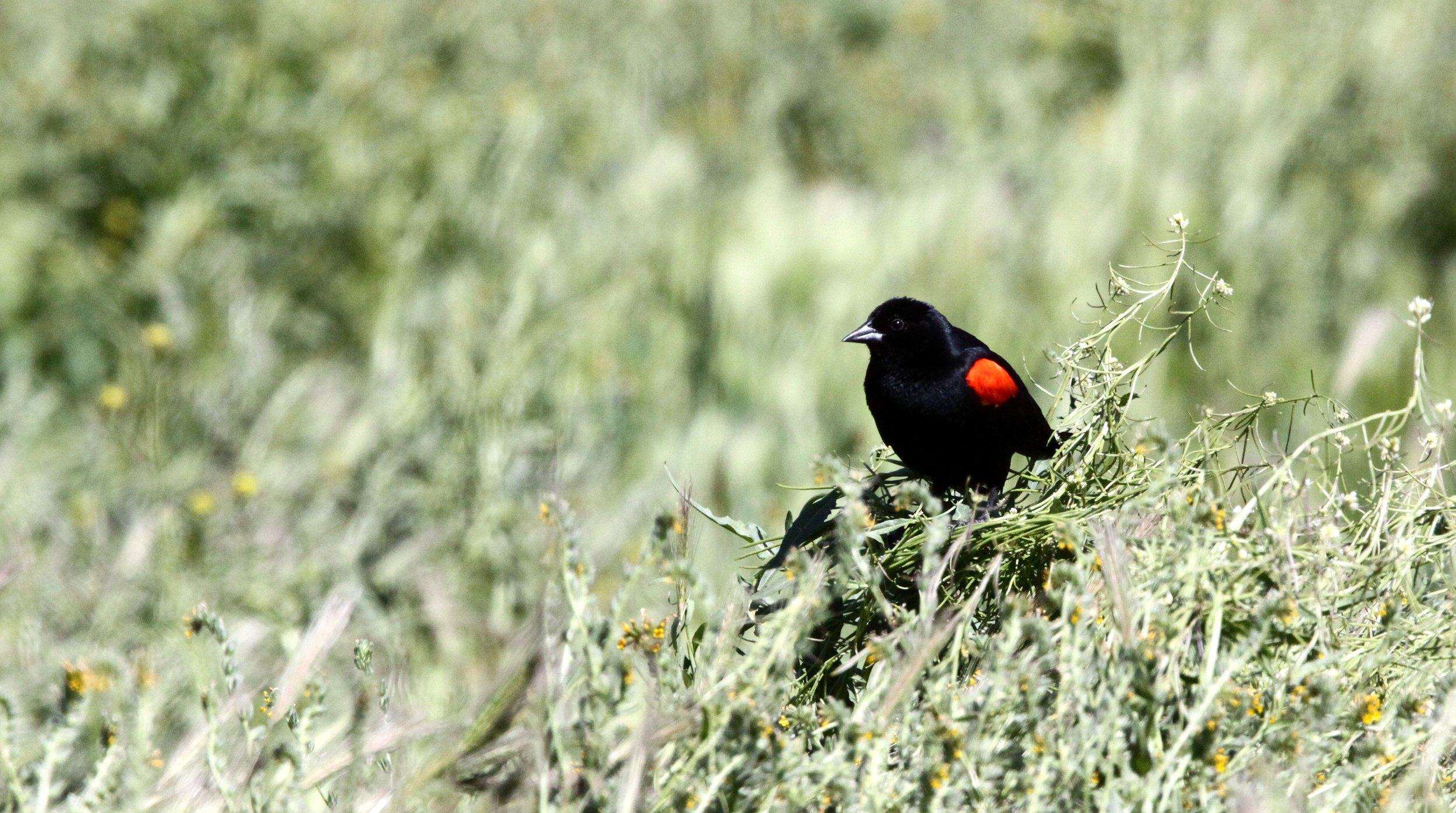 Red-winged Blackbird (Agelaius phoeniceus) Carrizo Plains National Monument California (1).JPG