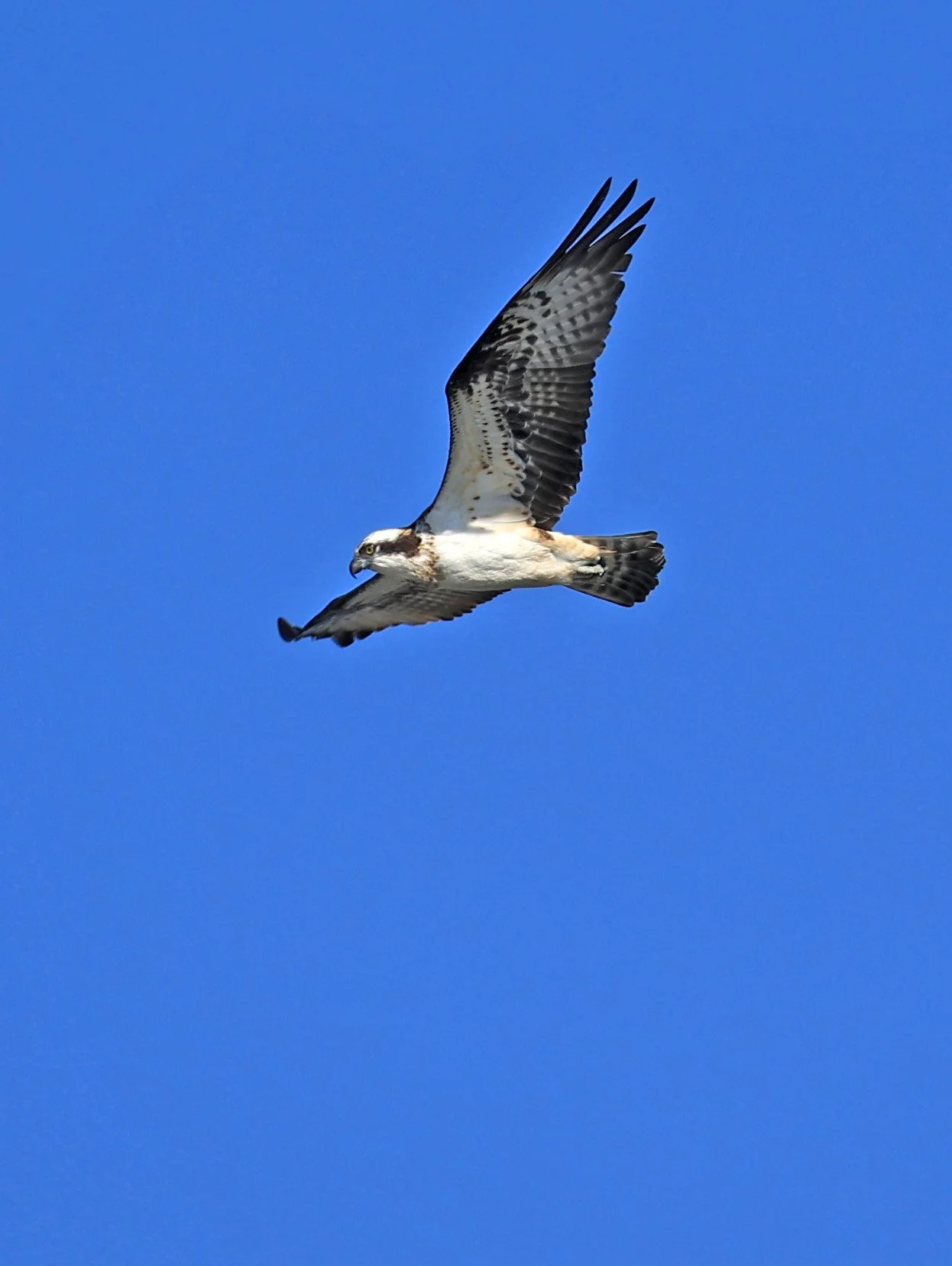 Western osprey (Pandion haliaetus) Shimotonda Sadowaracho Birding Ponds Miyazaki Kyushu Japan (20).jpg