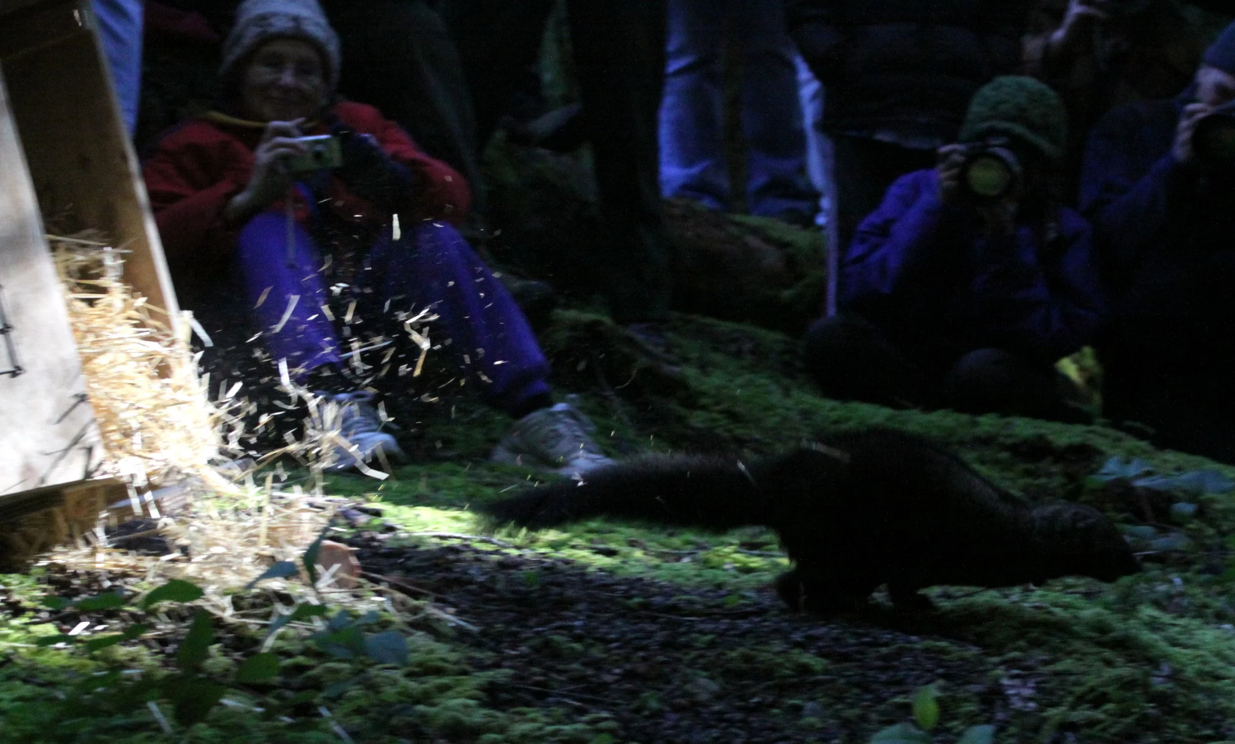 MUSTELID - FISHER - FINAL RELEASE ON 2-20-2010 (22).JPG
