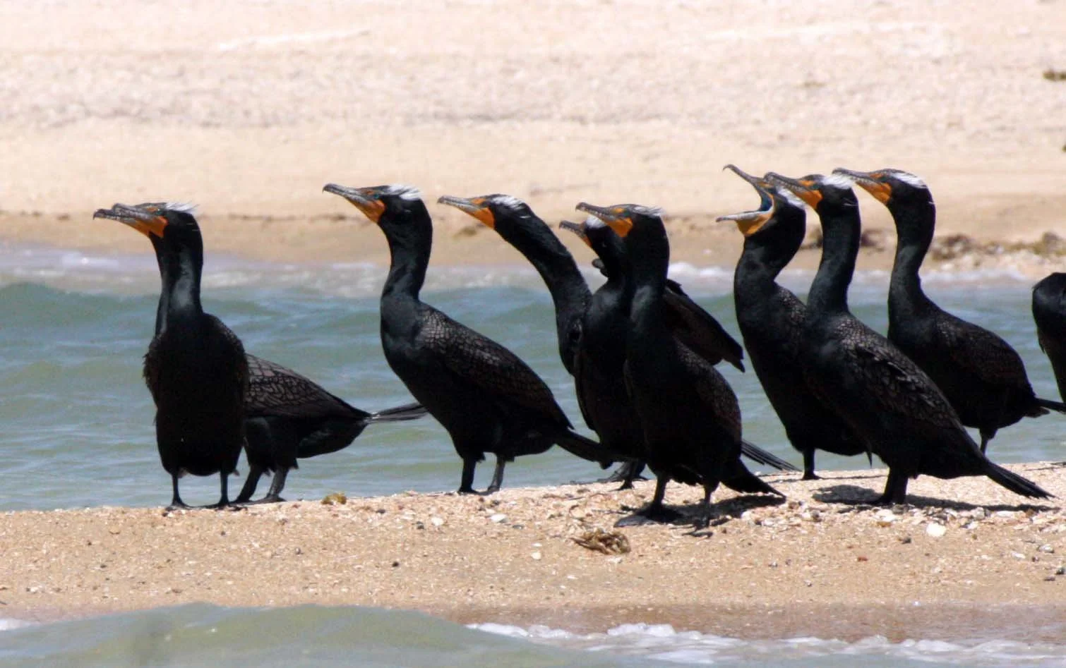 Nannopterum auritum - Double-crested Cormorant - San Ignacio Lagoon, Baja Mexico (2).JPG