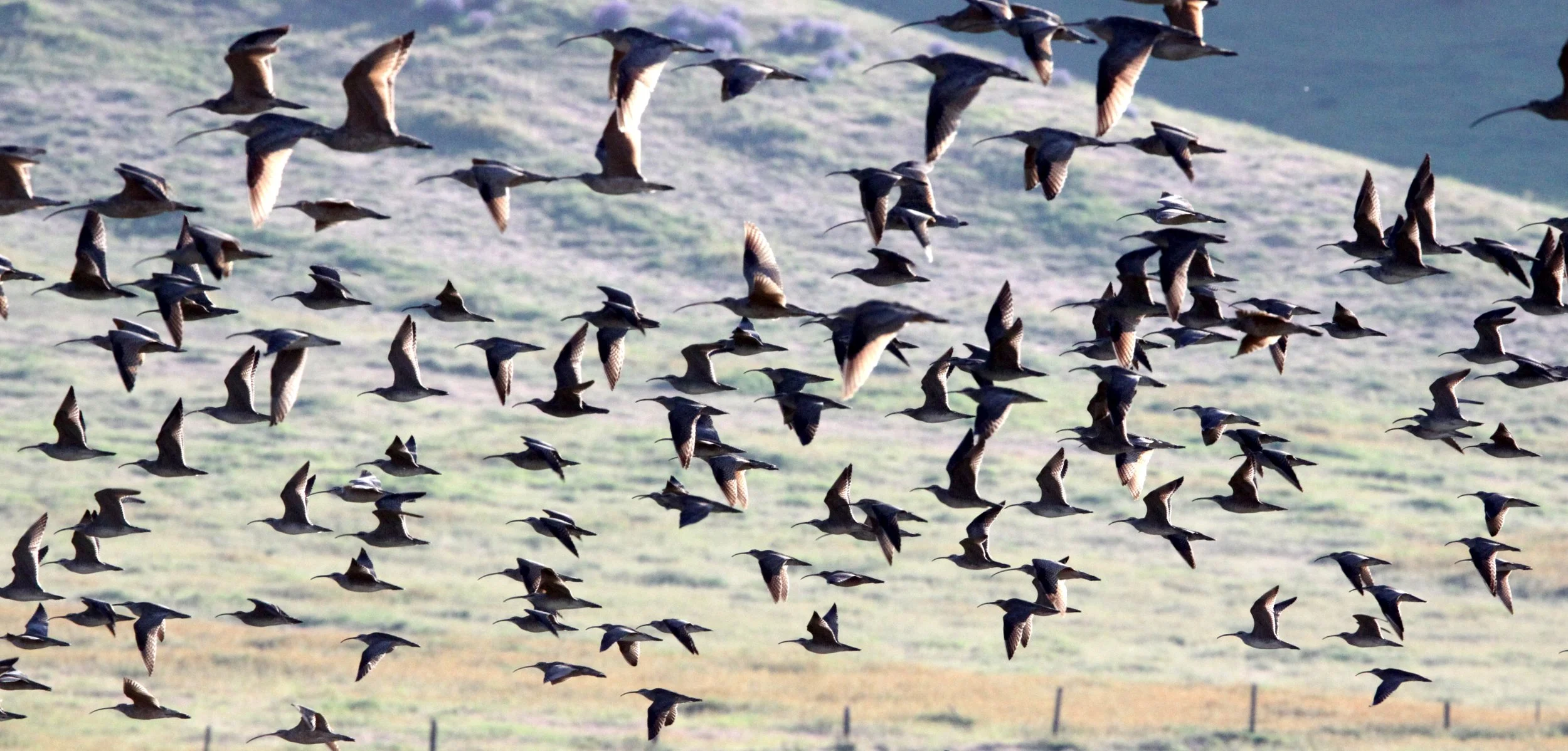 BIRD - WHIMBREL - CARRIZO PLAIN NATIONAL MONUMENT.JPG