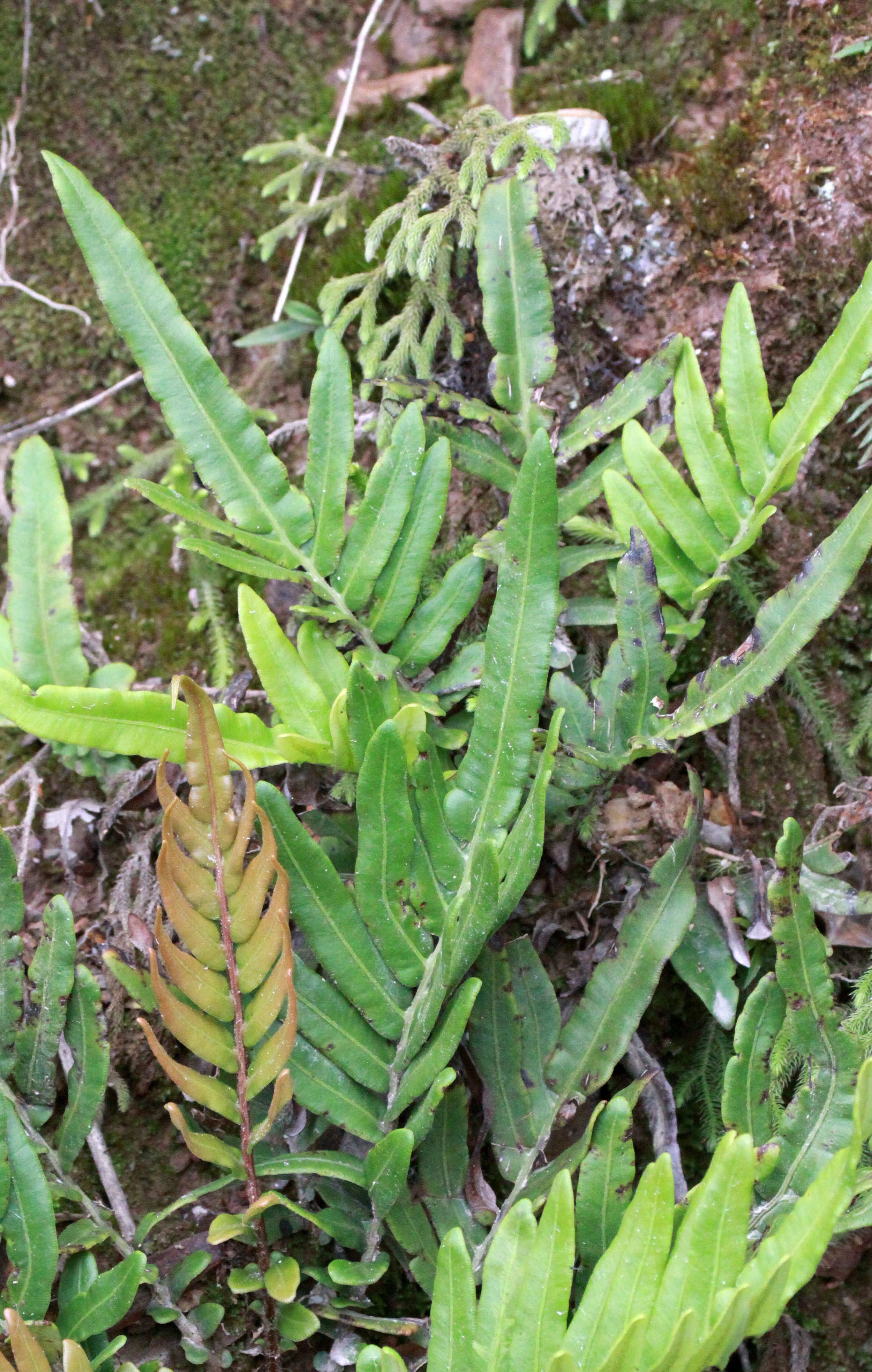NYUNGWE NATIONAL PARK RWANDA (562).JPG