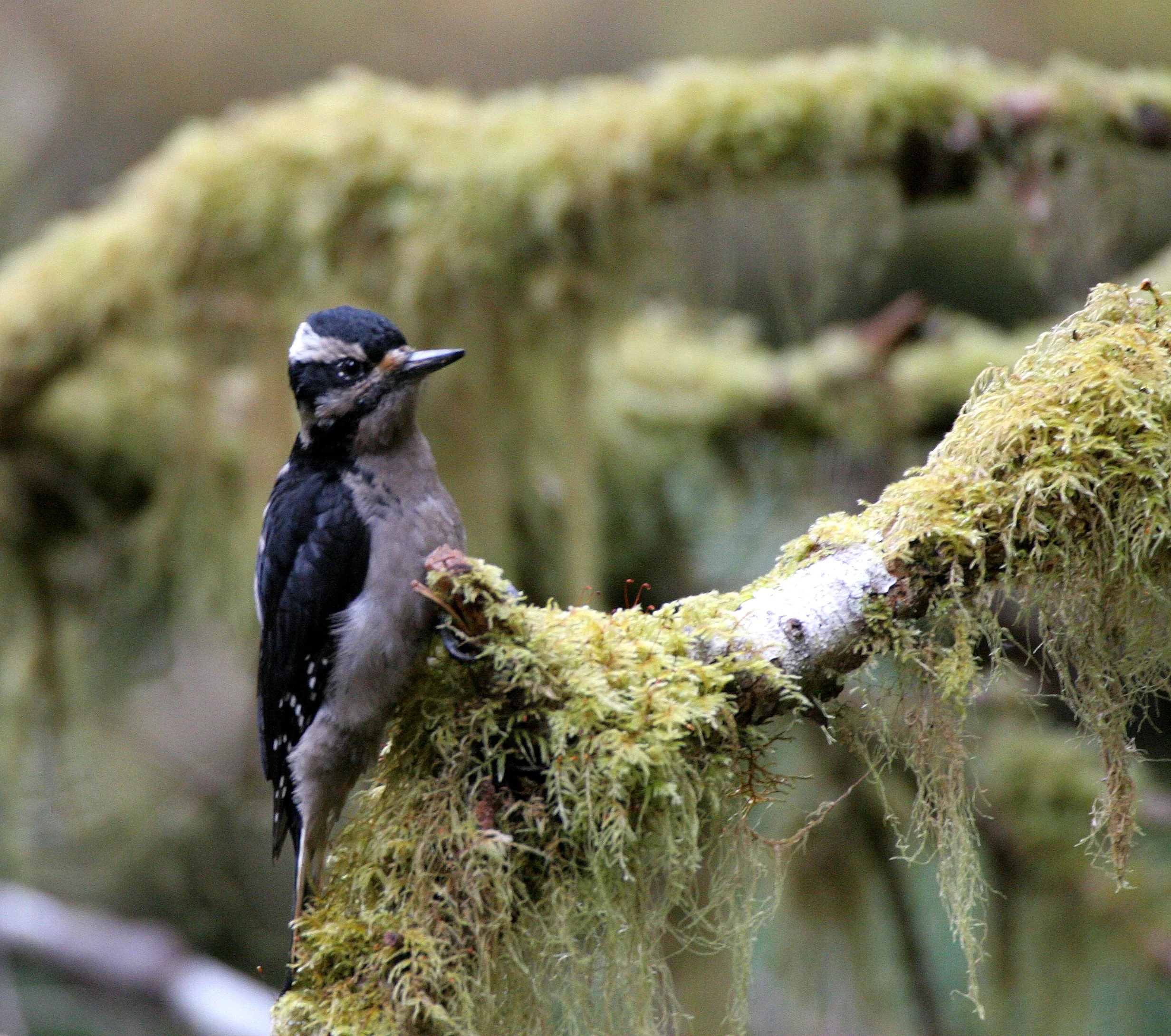 BIRD - WOODPECKER - HAIRY WOODPECKER - MARYMERE FALLS TRAIL WA (12).JPG