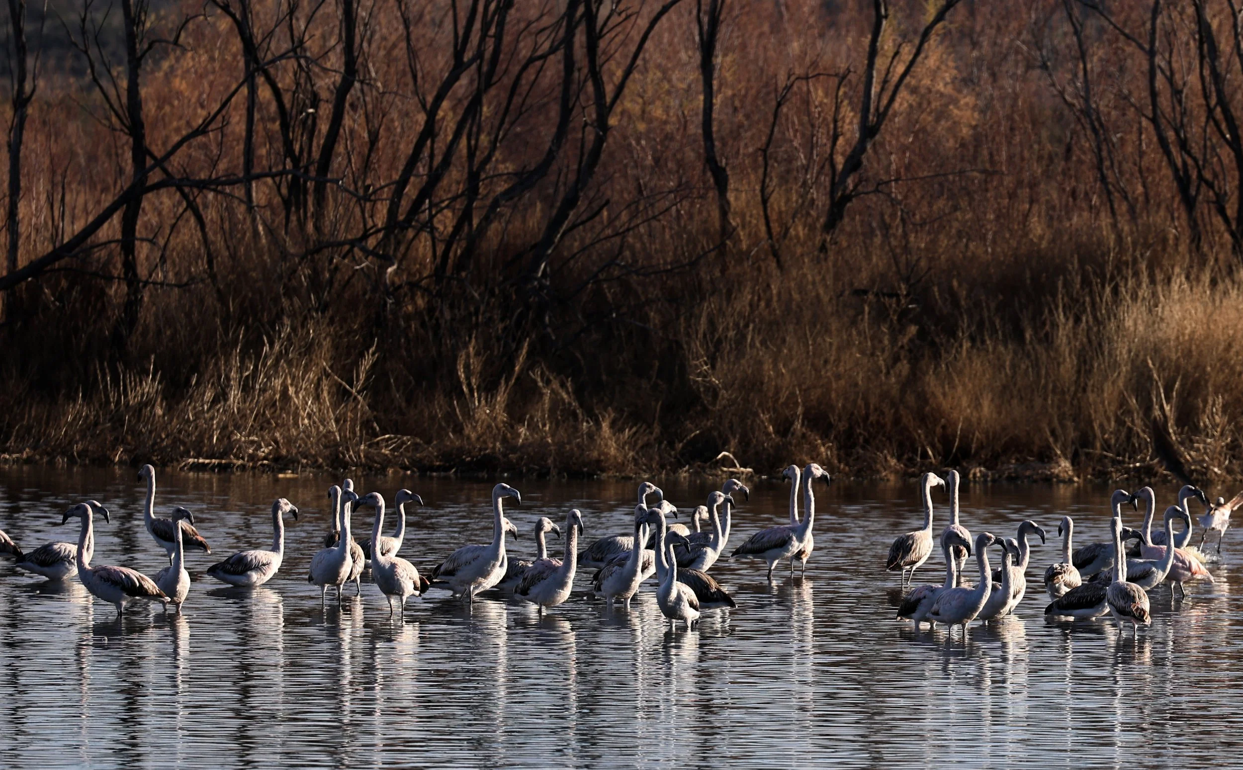 Chilean Flamingo (Phoenicopterus chilensis) Lagunas del Ornitólogo, Trelew Argentina (36).jpg