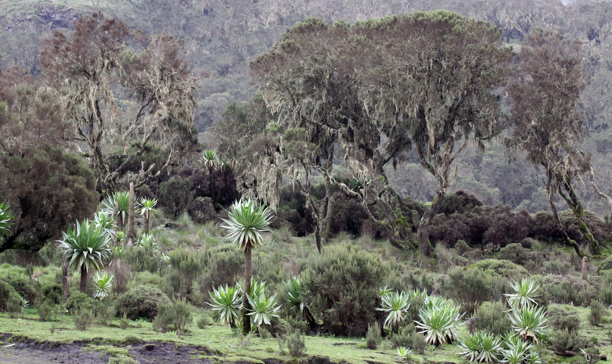 SIMIEN MOUNTAINS NATIONAL PARK EHTIOPIA (4).JPG