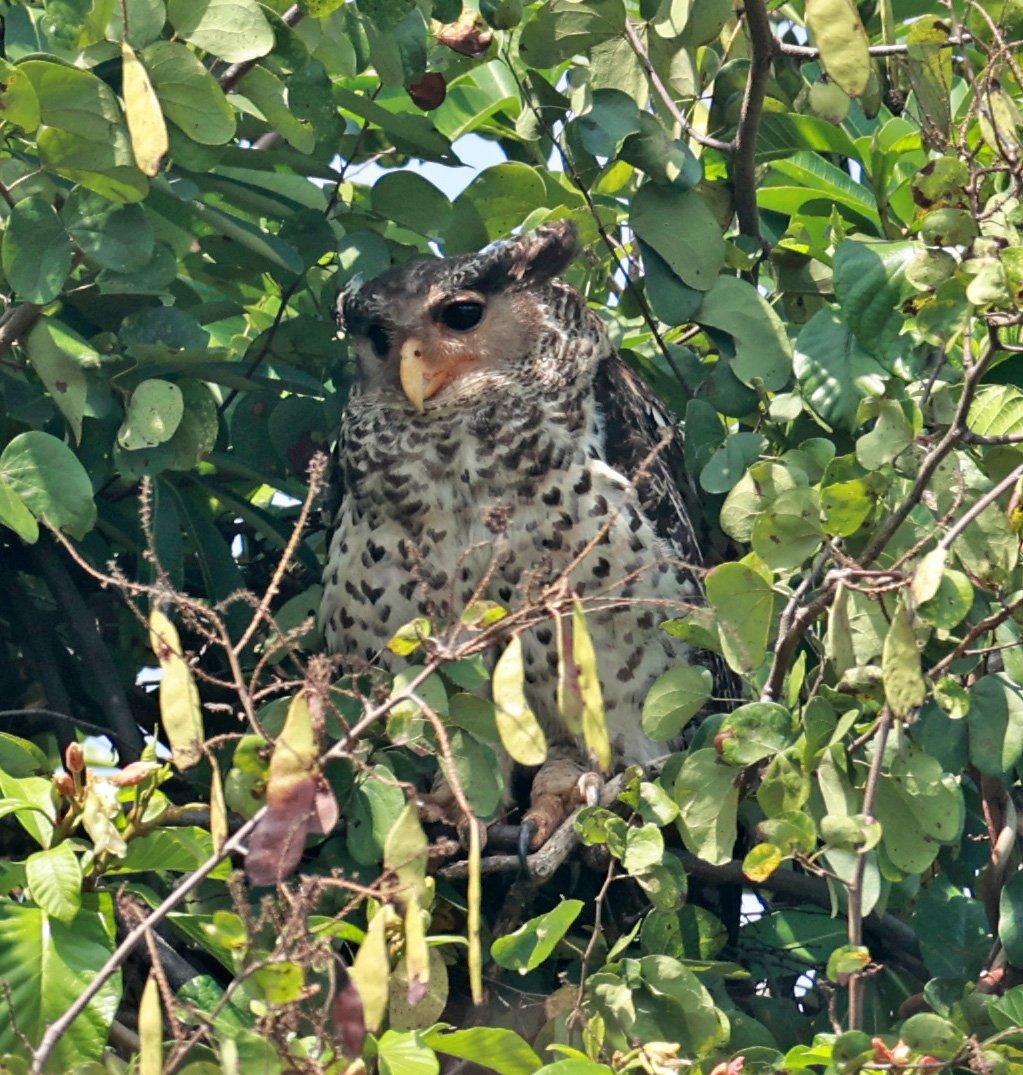 Spot-bellied Eagle-Owl (Bubo nipalensis) Pak Chong Mu Si Municipality Feb 2026  (39).jpg